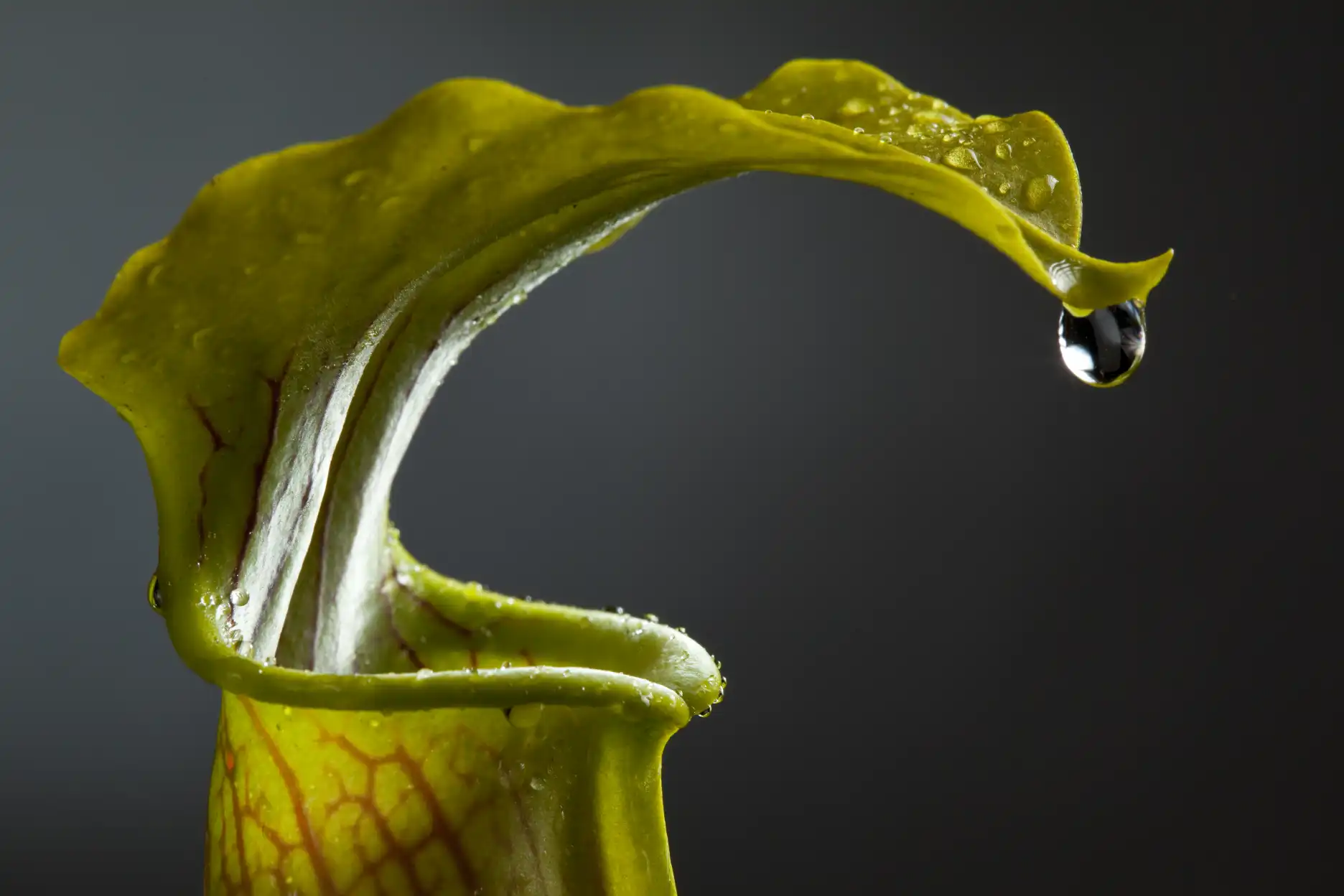 Cultivated Tyler County Sarracenia alata