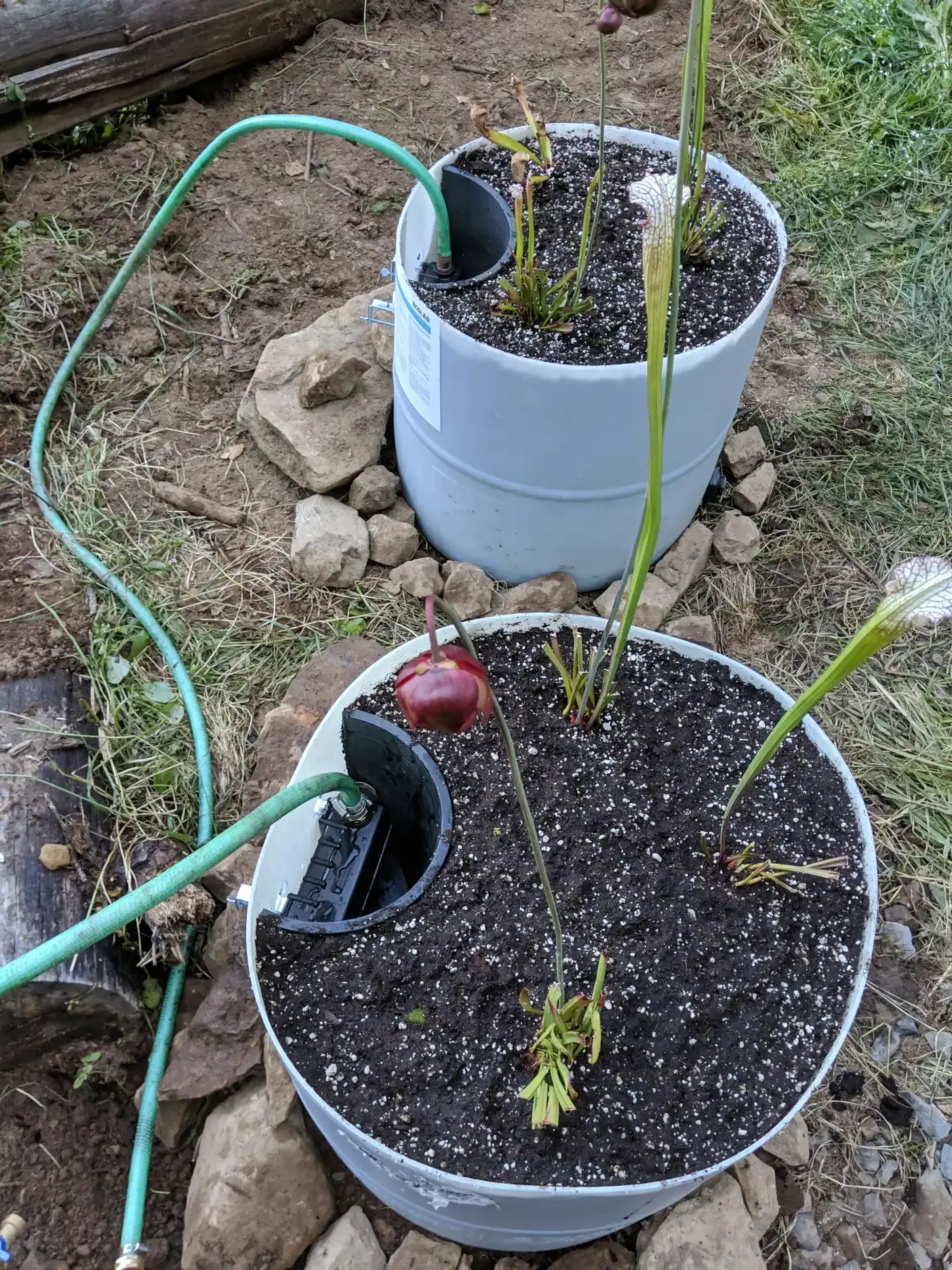Garden hoses supplying water to Sarracenia containers