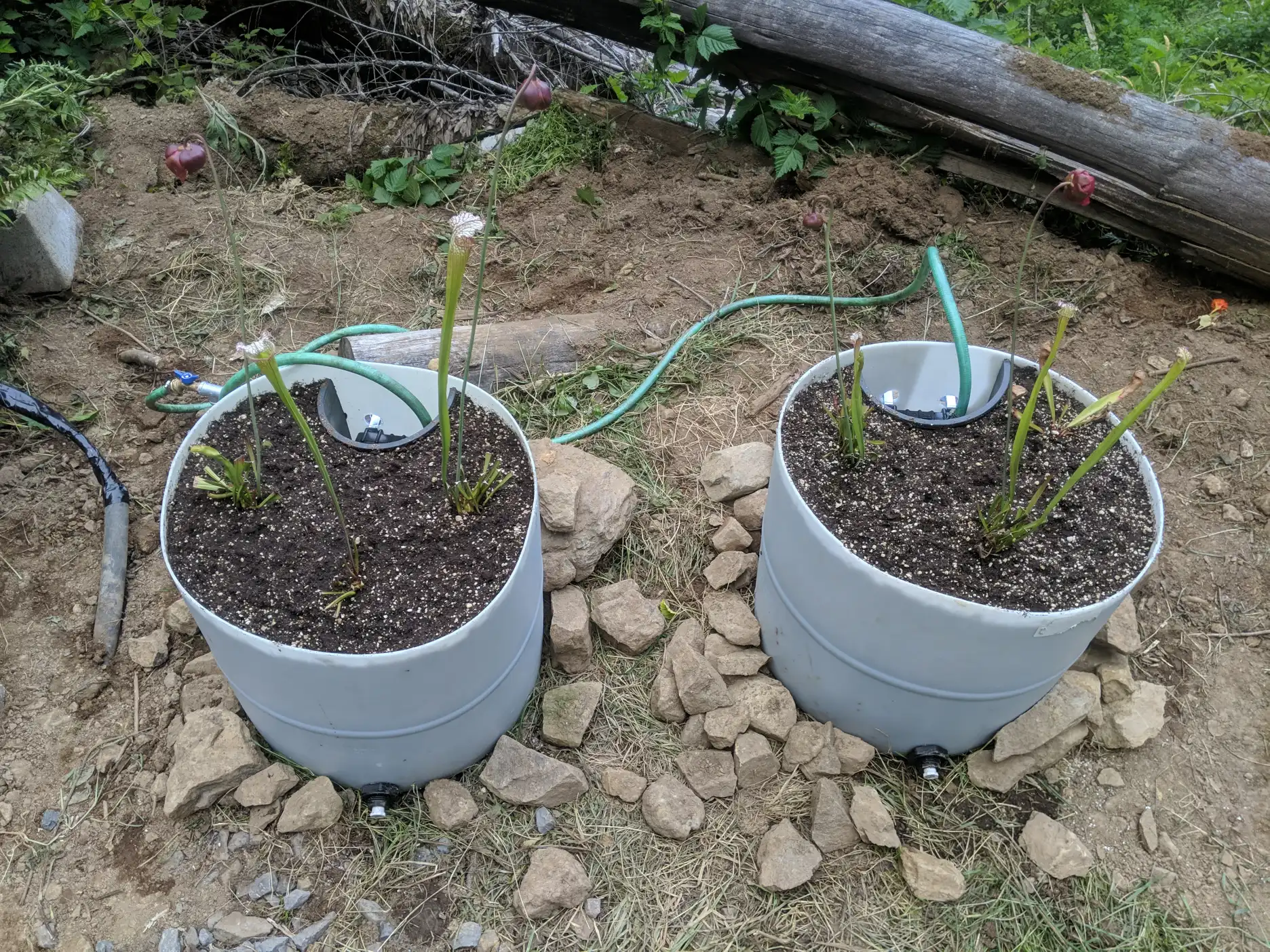 Complete, planted Sarracenia bogs