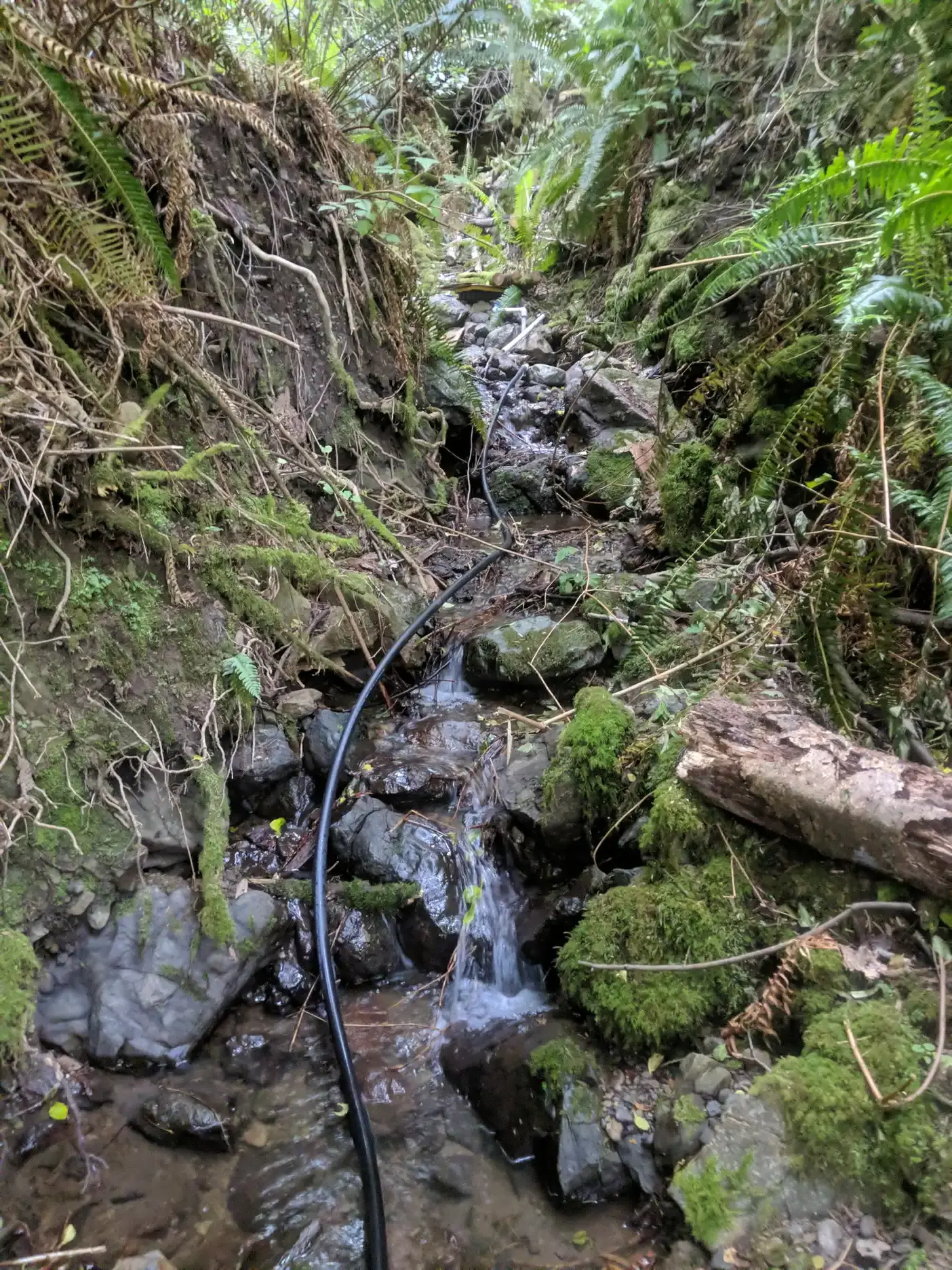 Poly pipe tubing running through stream bed after the spring box