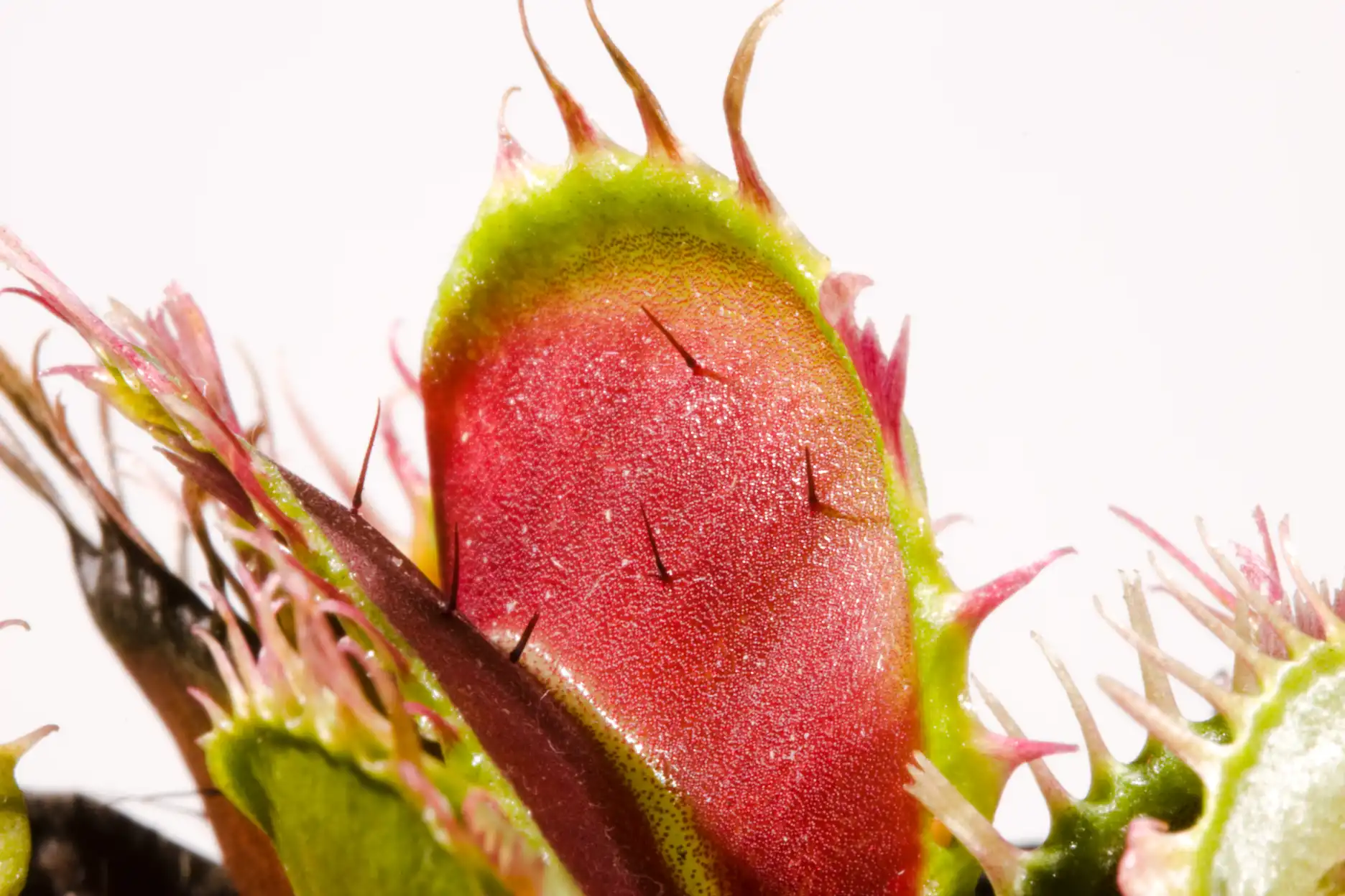 Dionaea muscipula