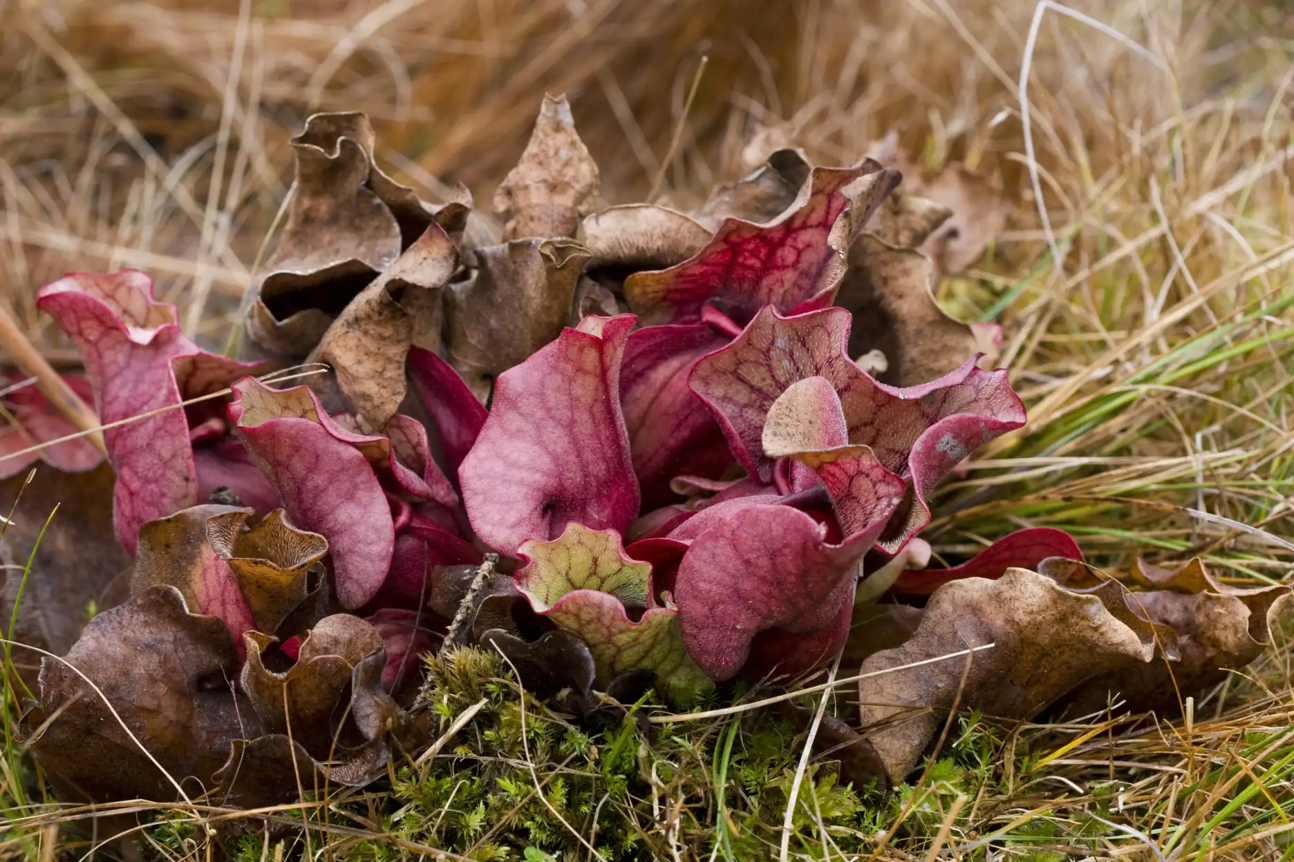 Sarracenia purpurea subsp. venosa at Albion Bog