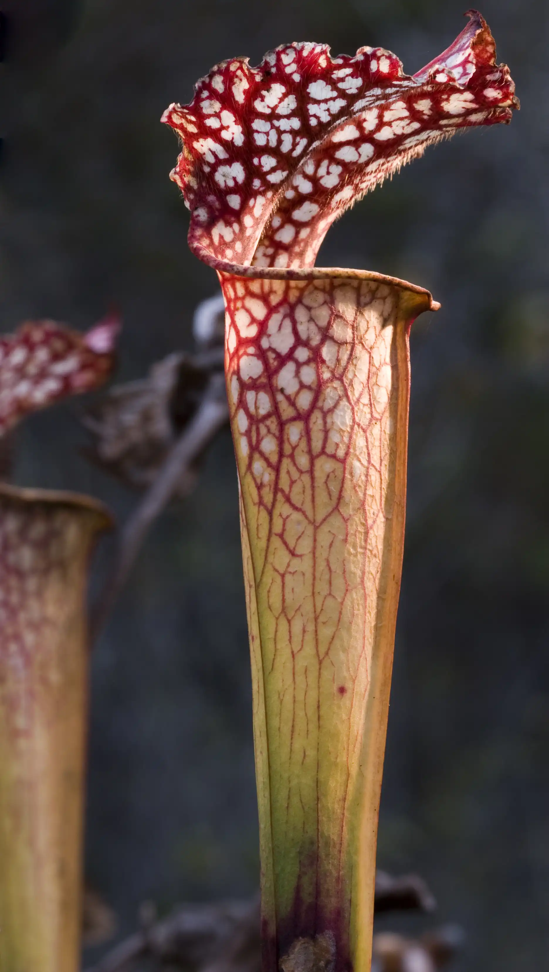 Sarracenia leucophylla pitchers at Albion Bog