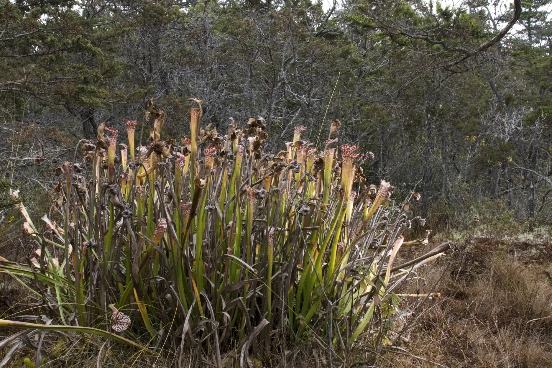 Sarracenia leucophylla clump at Albion Bog
