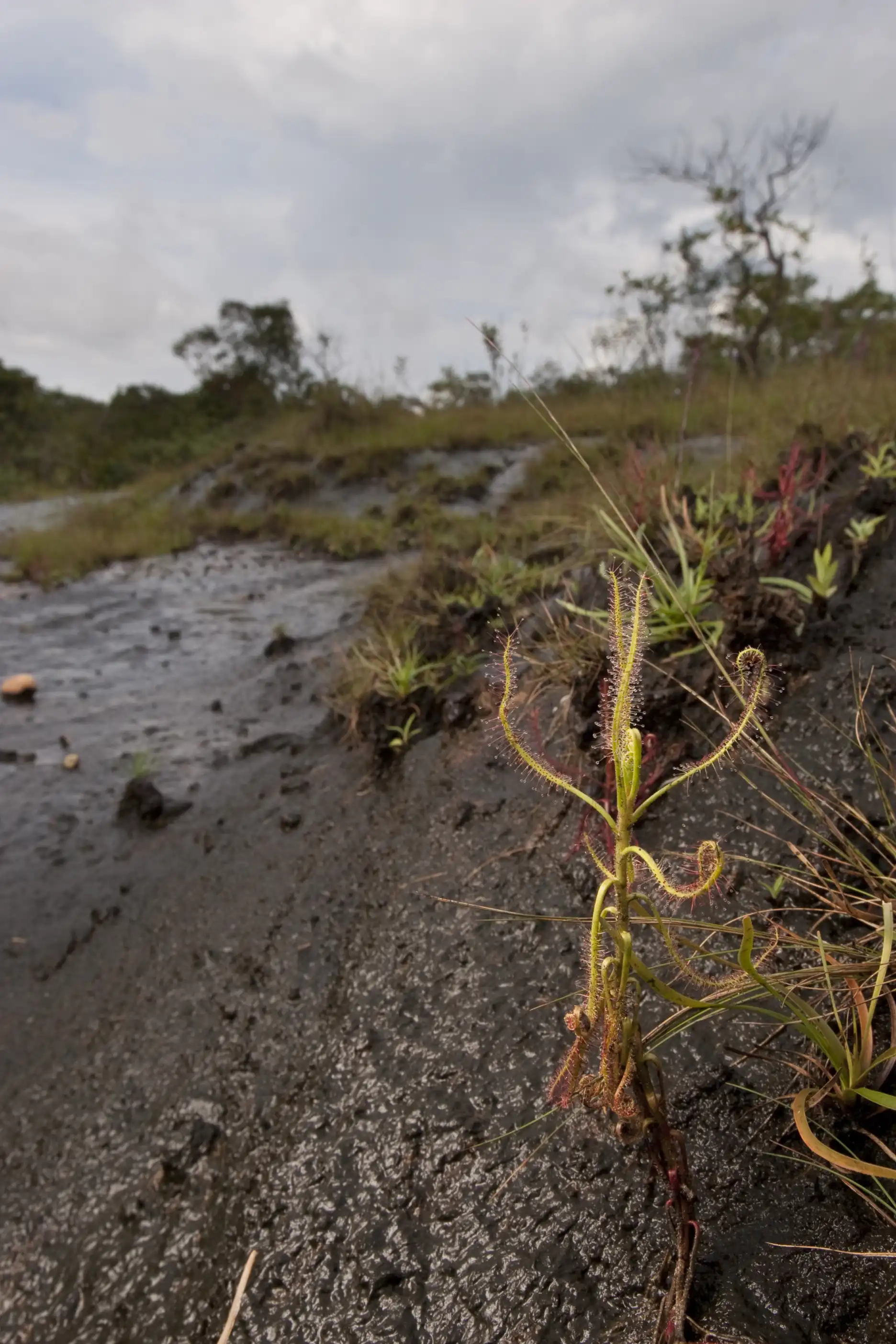 Green Drosera indica plant grow at Phu Phan National Park