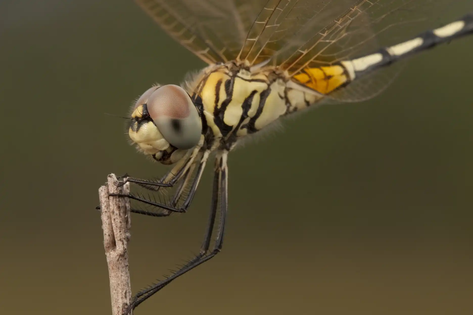Dragonfly at Phu Phan National Park, Thailand