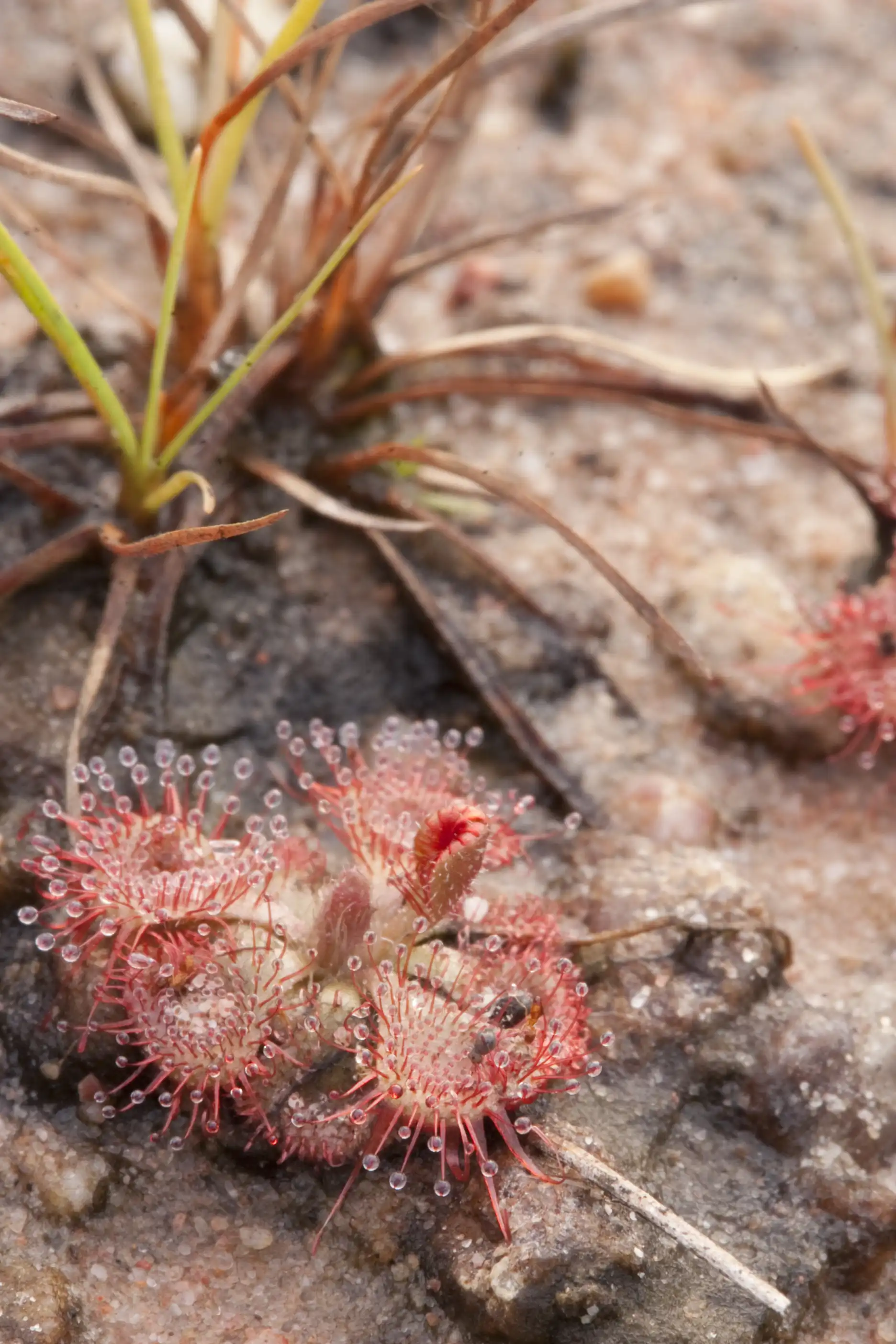 Drosera burmannii