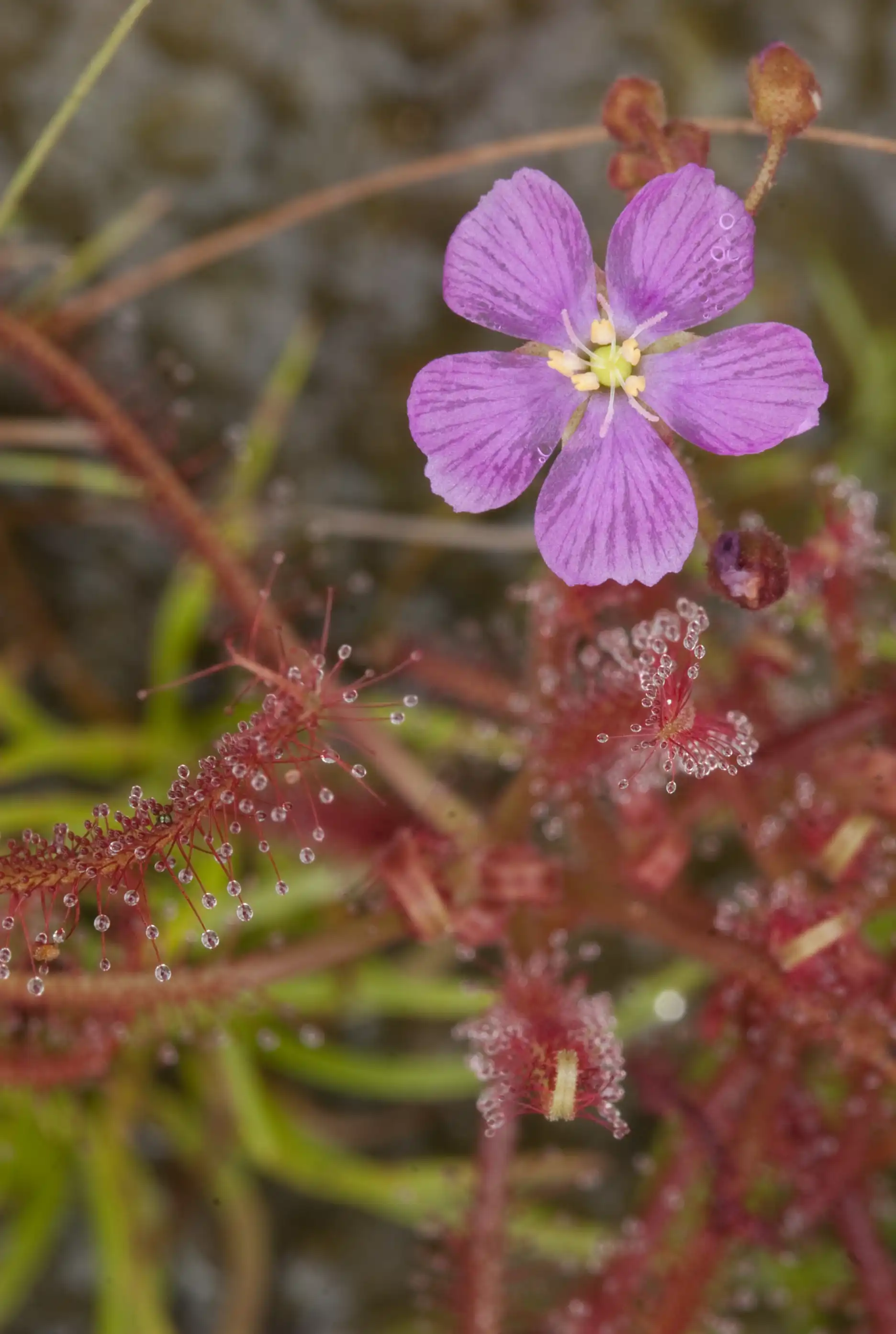 Drosera indica flower