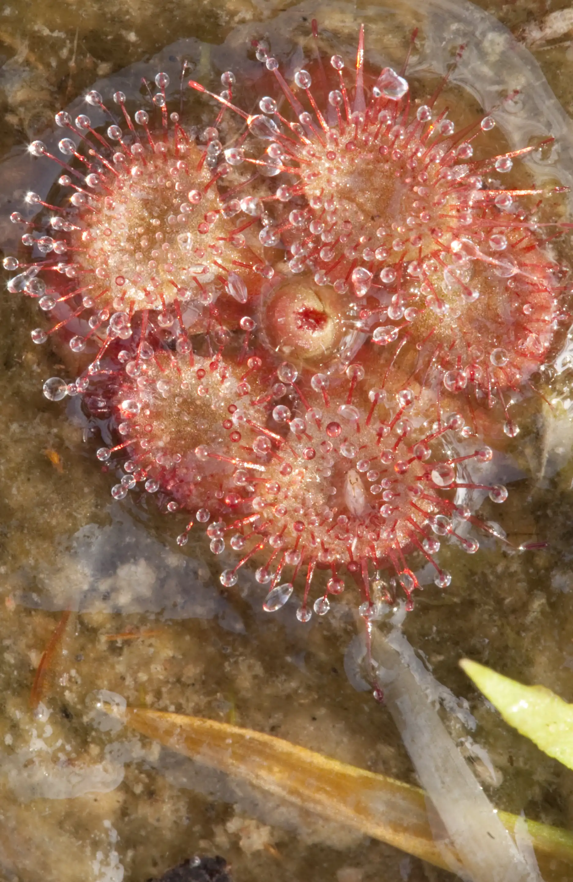 Drosera burmannii in water at Phu Phan National Park