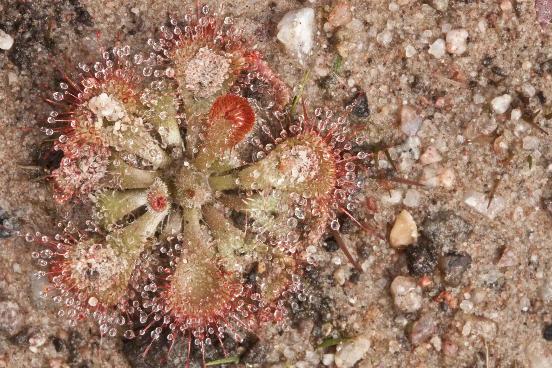Drosera burmannii growing in sand at Phu Phan National Park