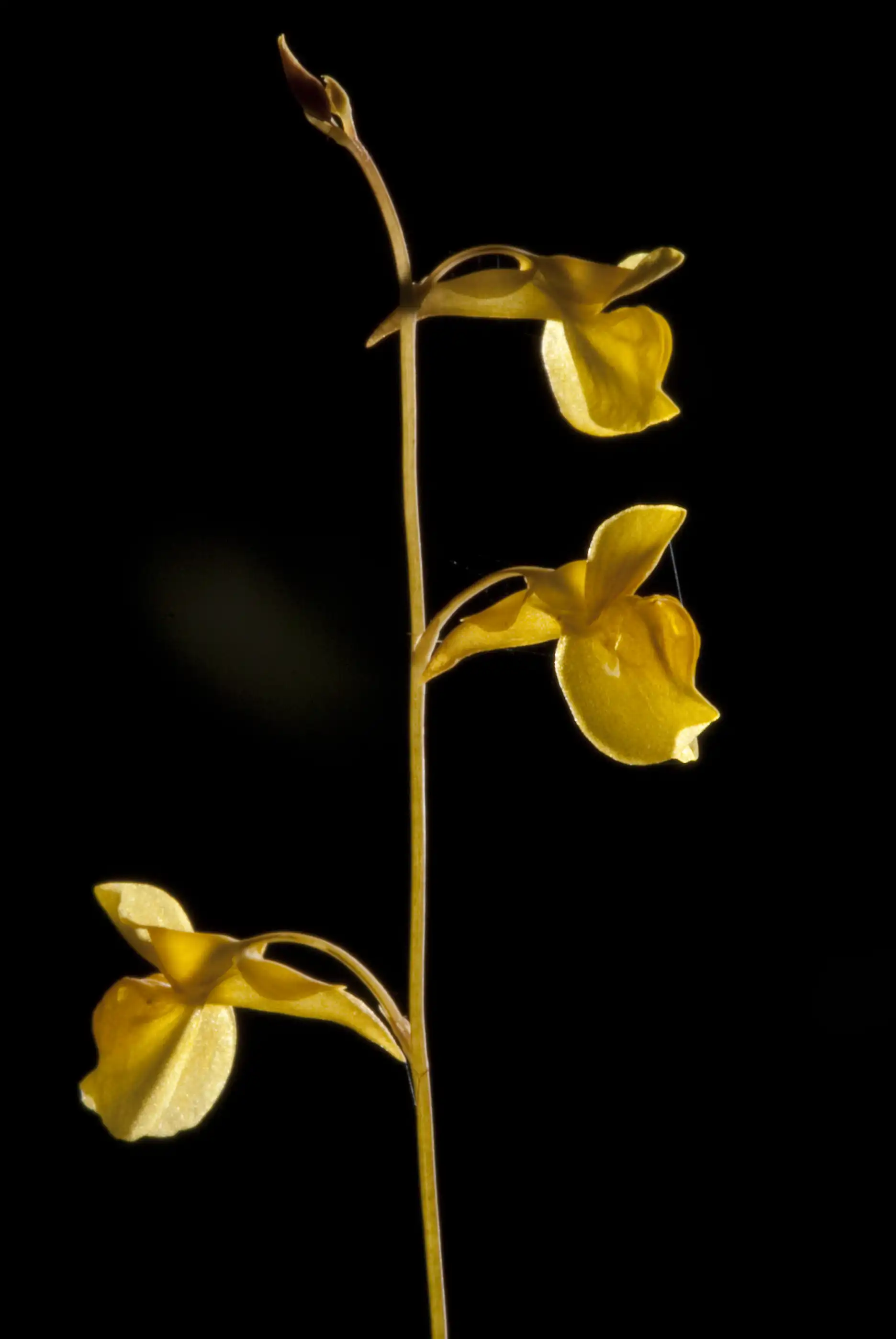 Utricularia bifida scape with multiple flowers