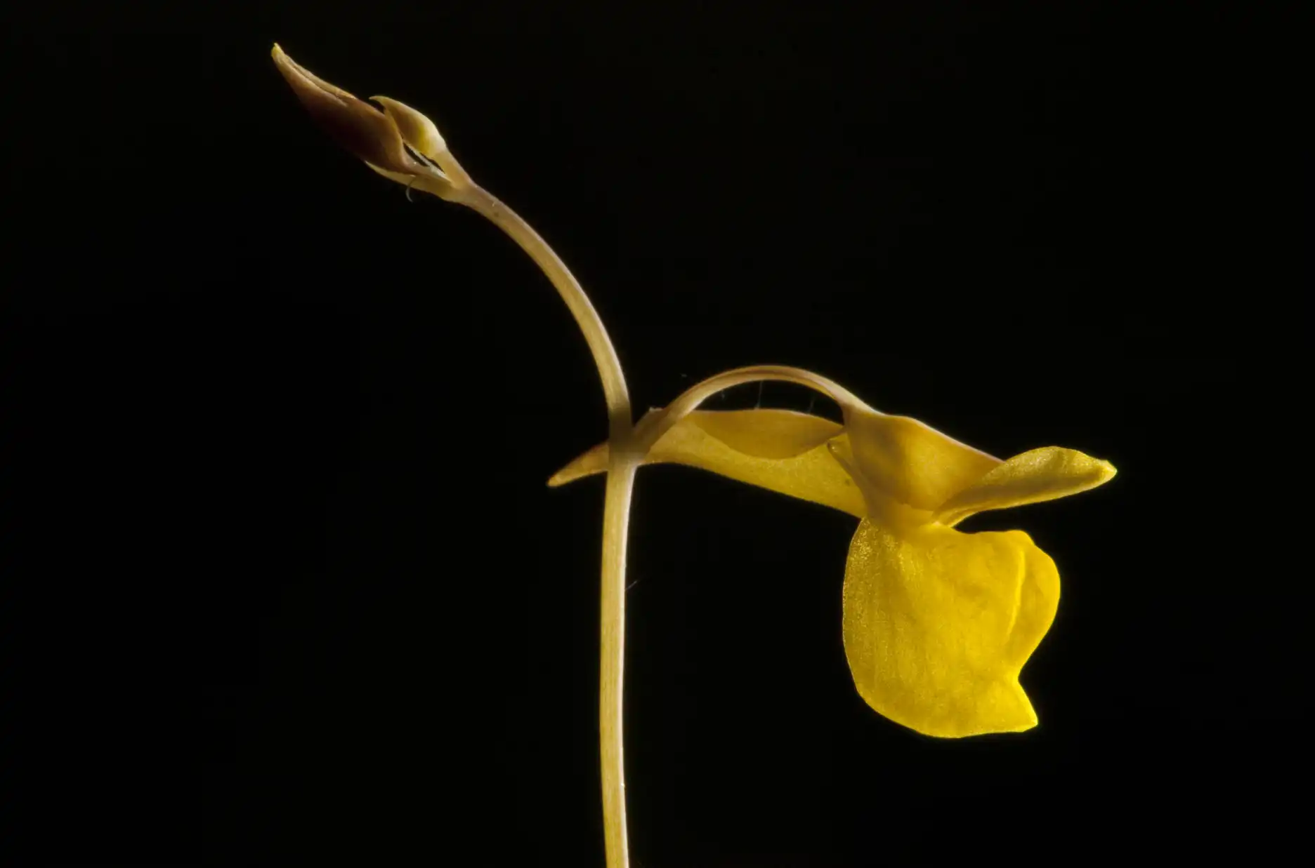 Utricularia bifida flower