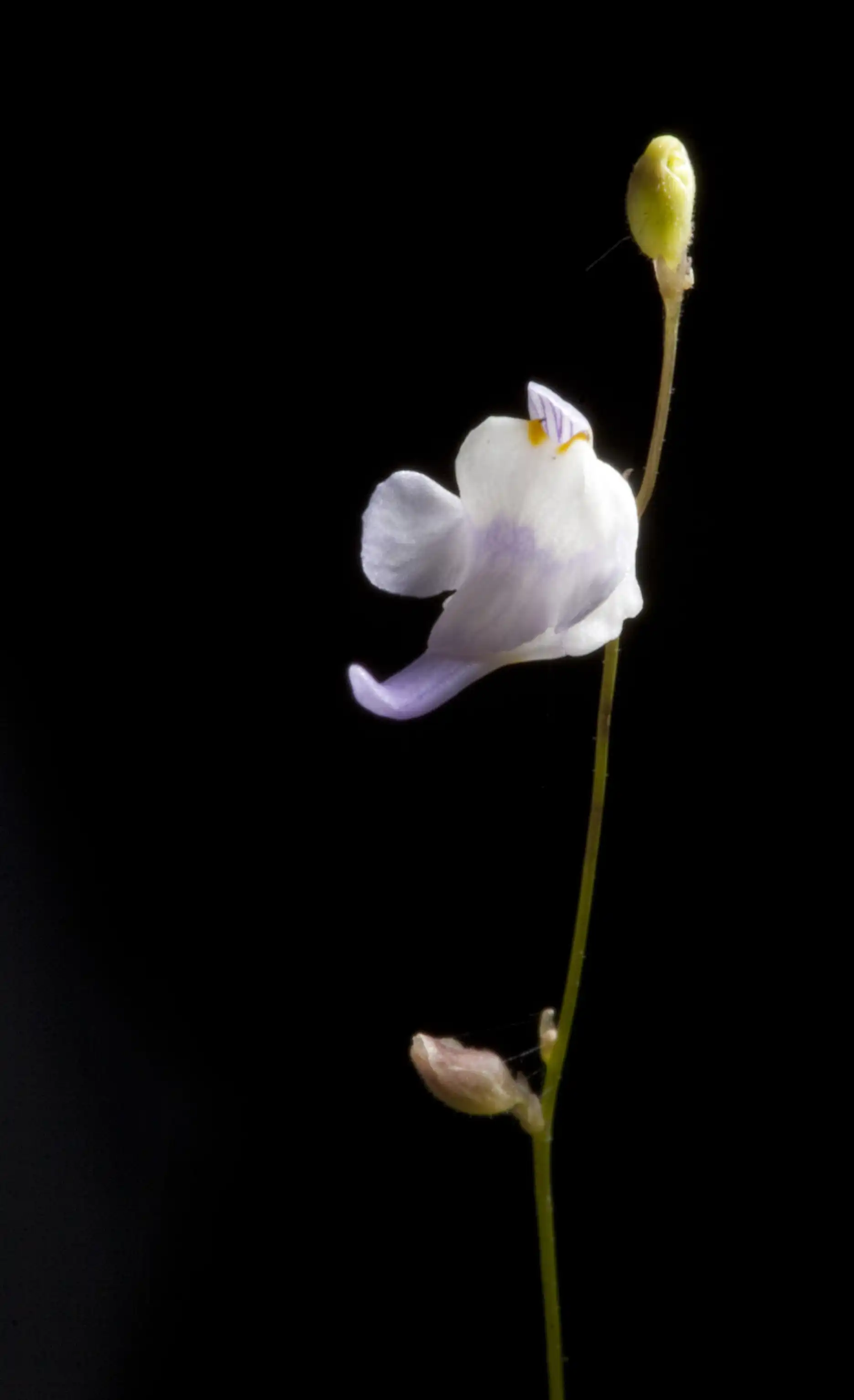 Utricularia minutissima flower