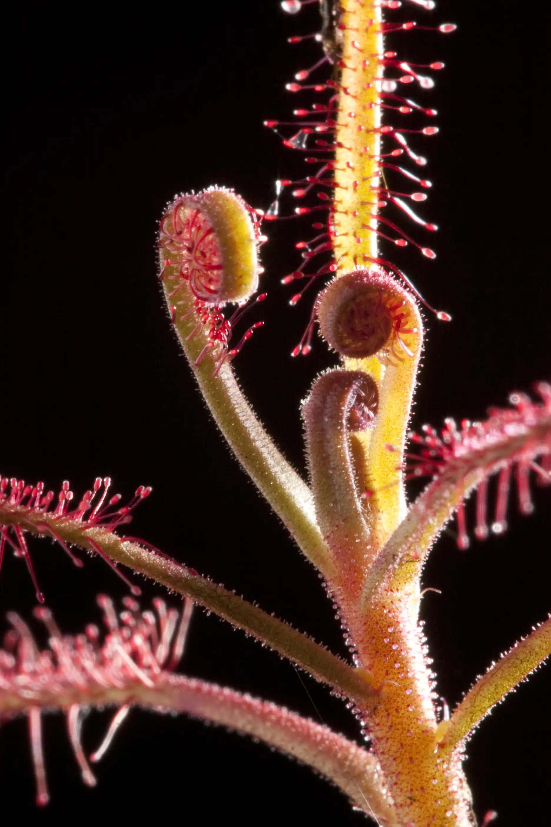 Drosera indica plant detail