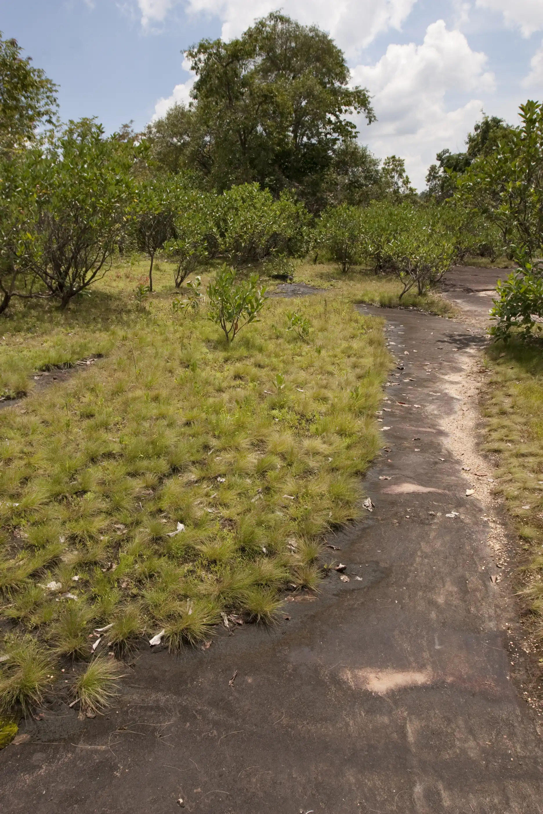 Trail at Phu Phan National Park, Thailand