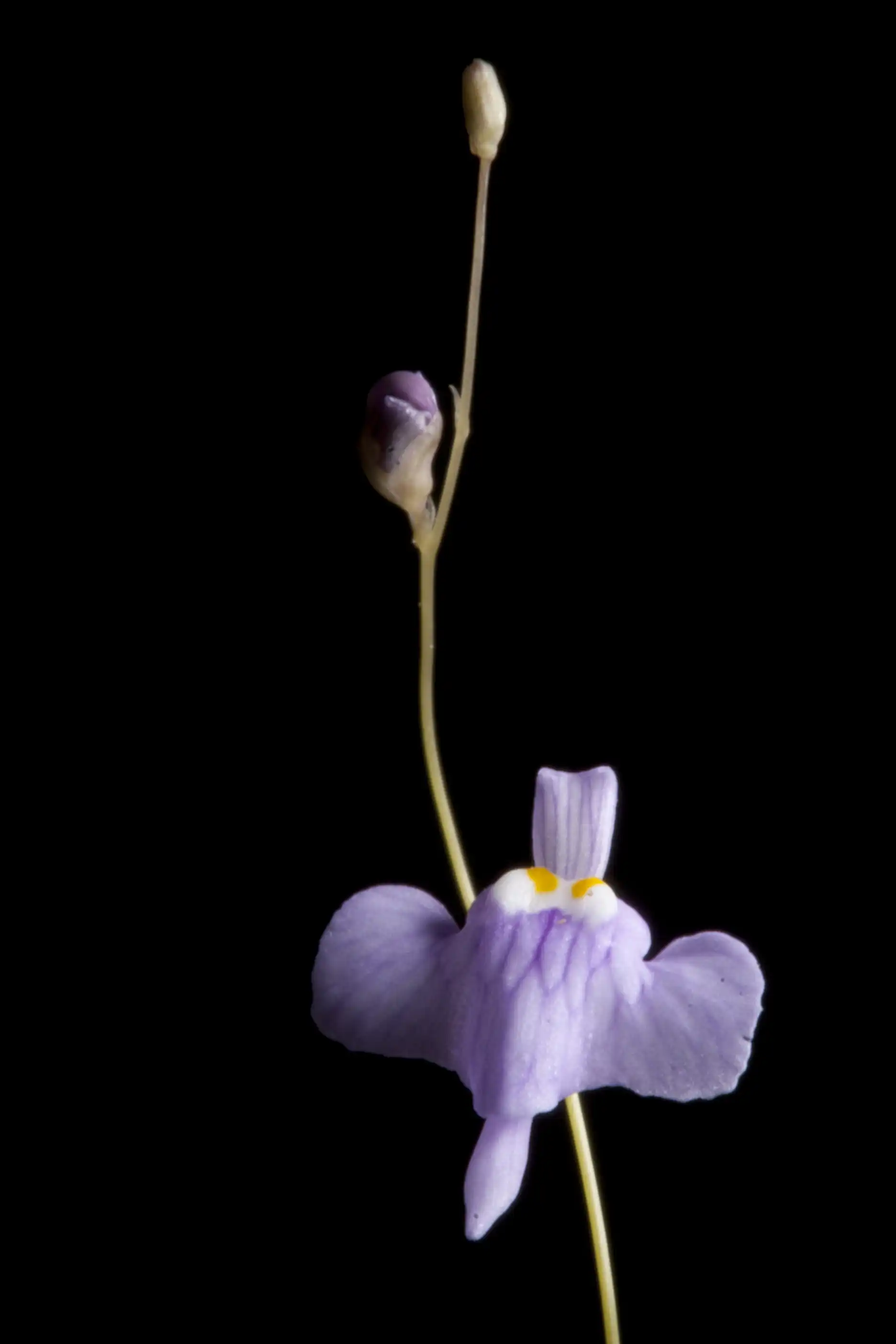 Utricularia ramosissima inflorescence