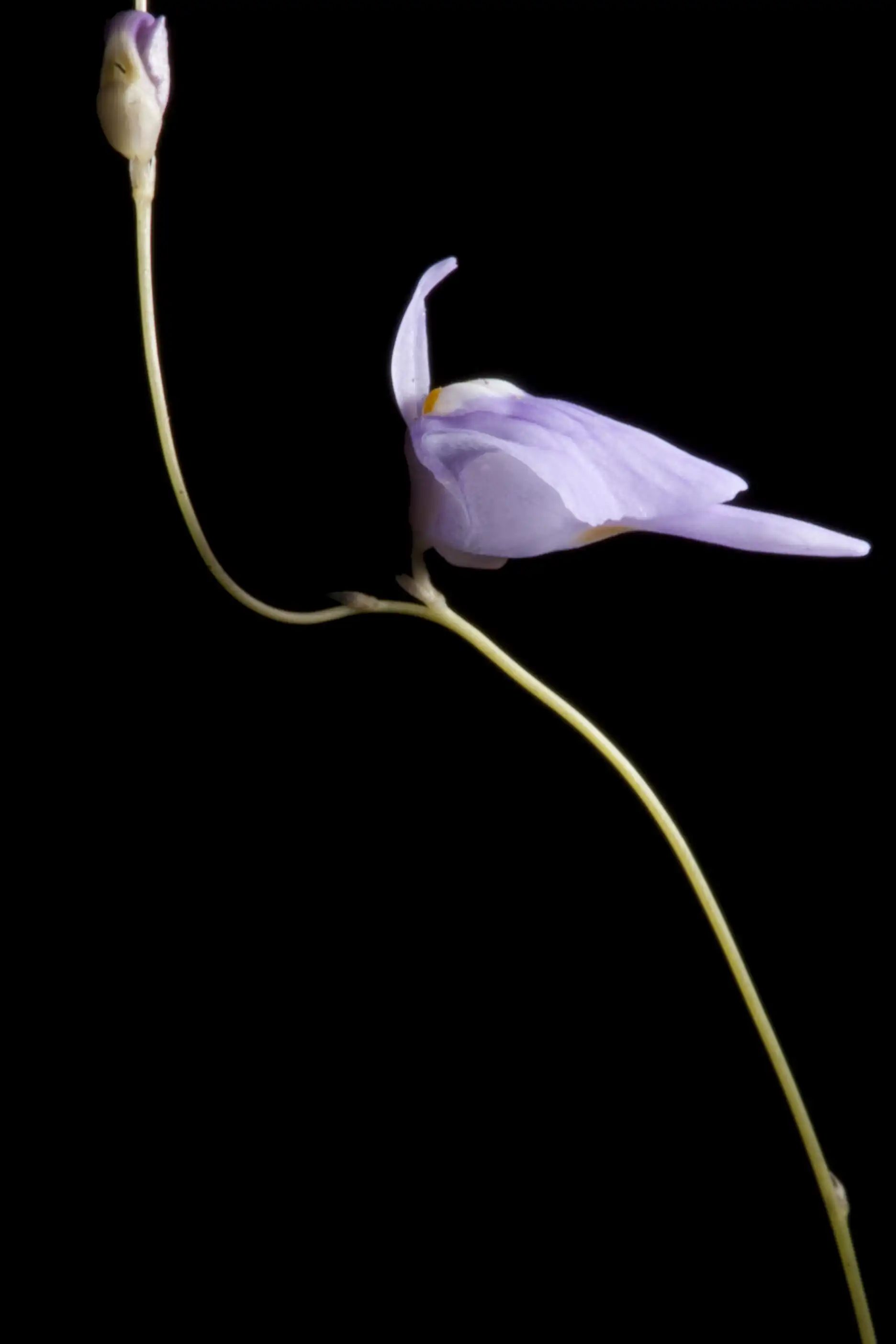 Utricularia ramosissima flower - side view