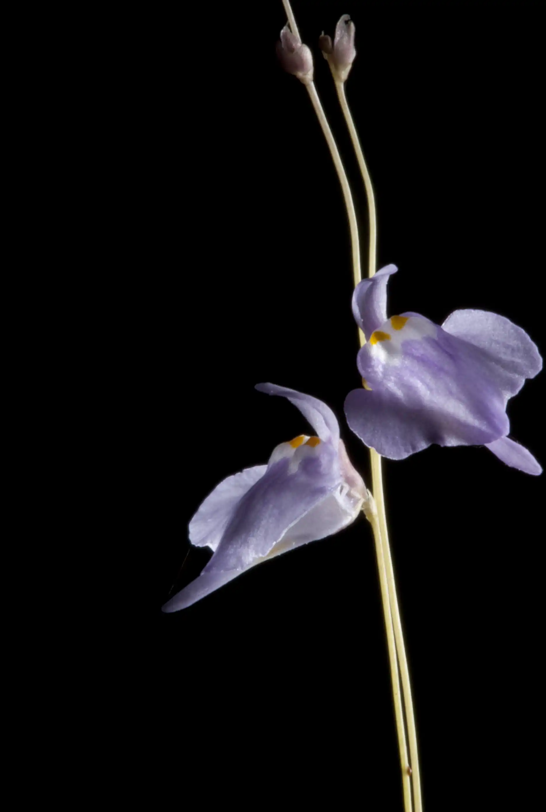 Two Utricularia ramosissima flowers