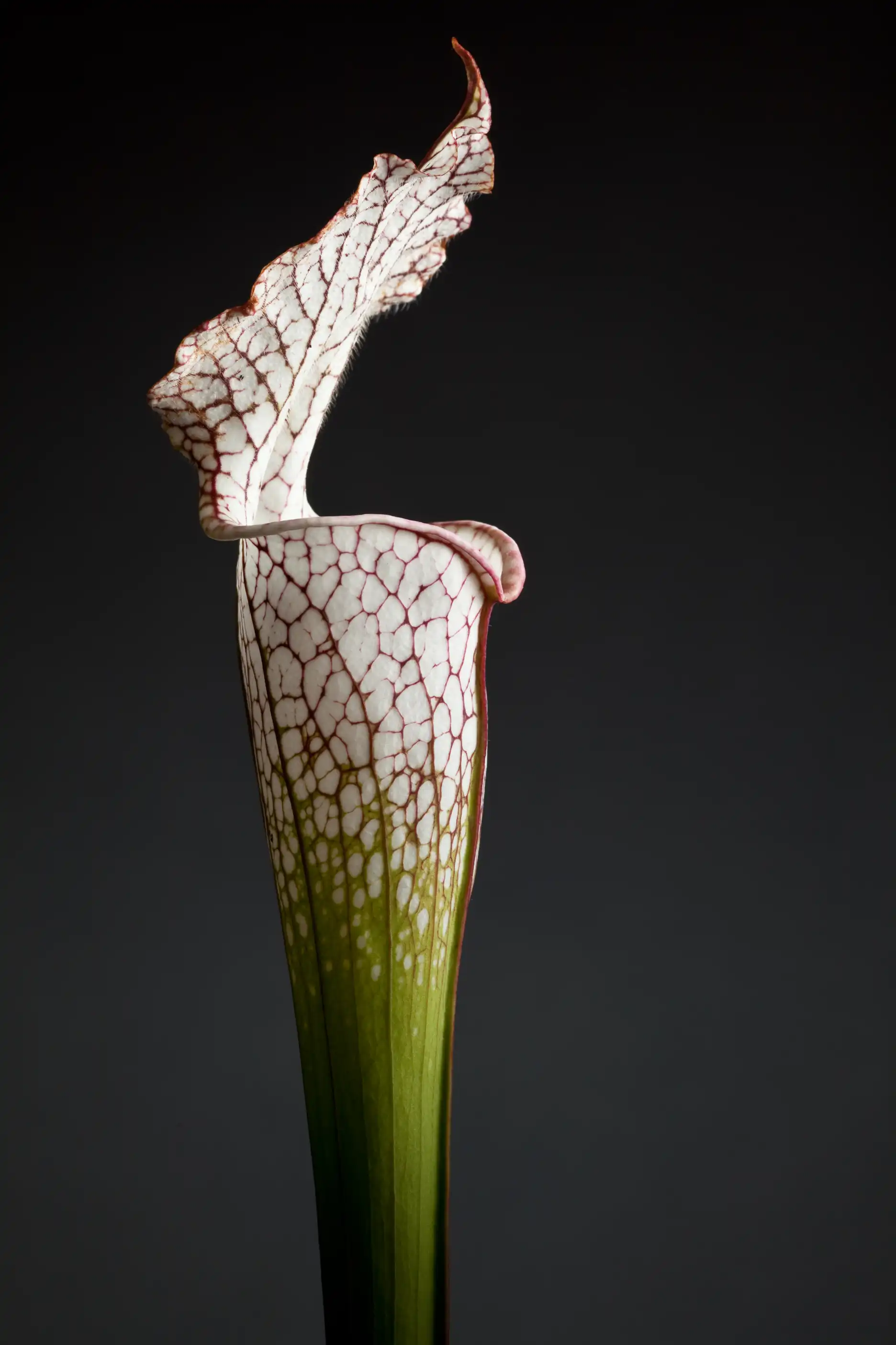 Cultivated Sarracenia leucophylla plant