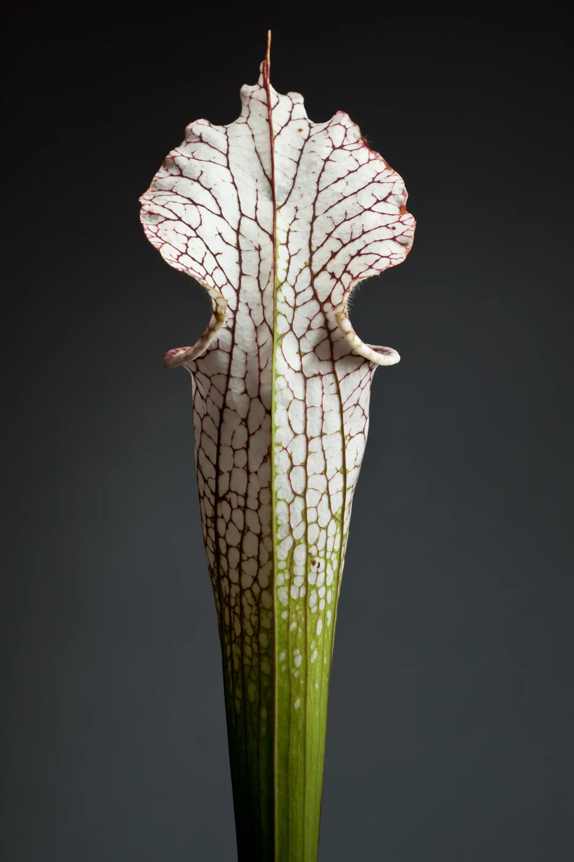 Cultivated Sarracenia leucophylla plant