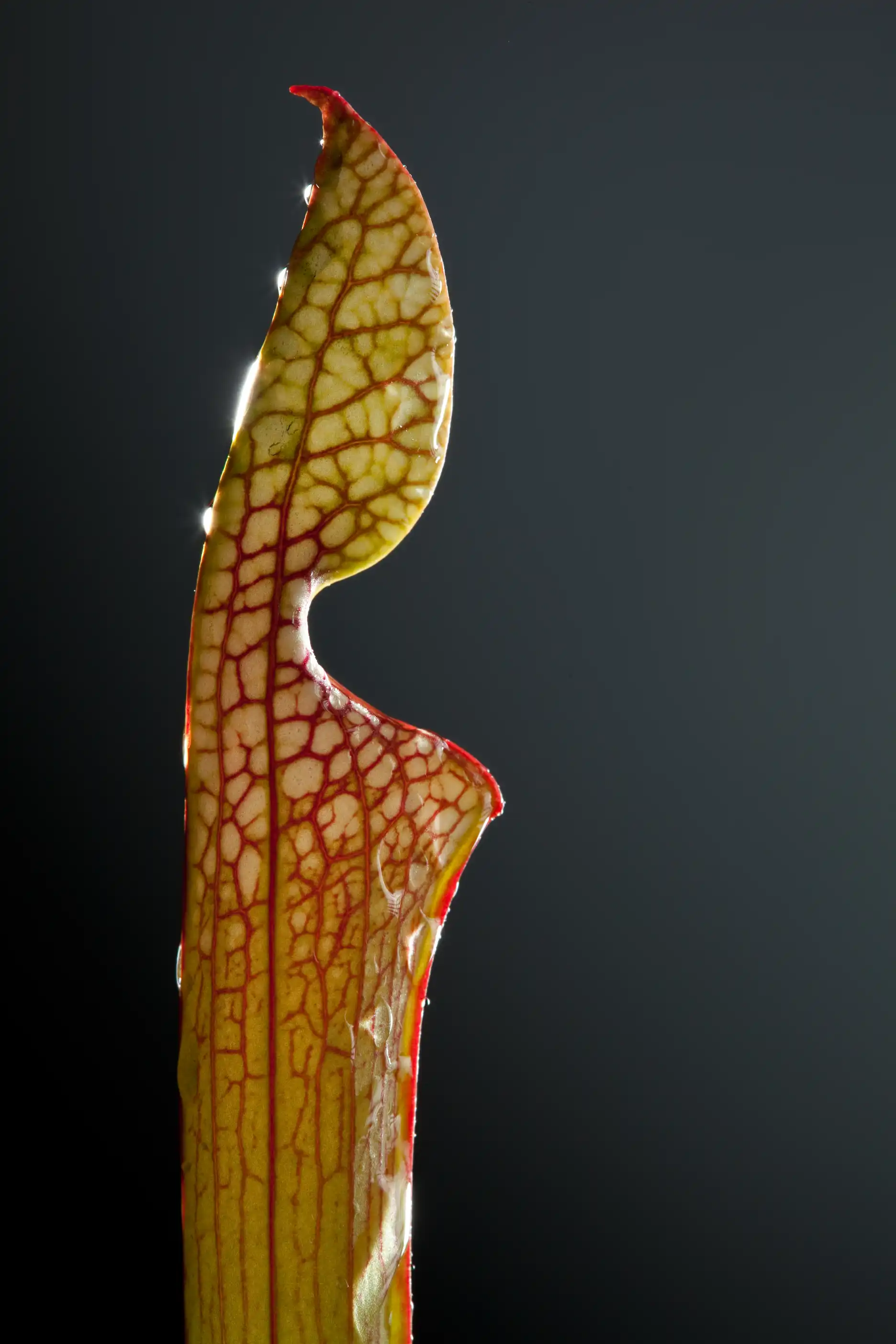 Unopened Sarracenia leucophylla leaf