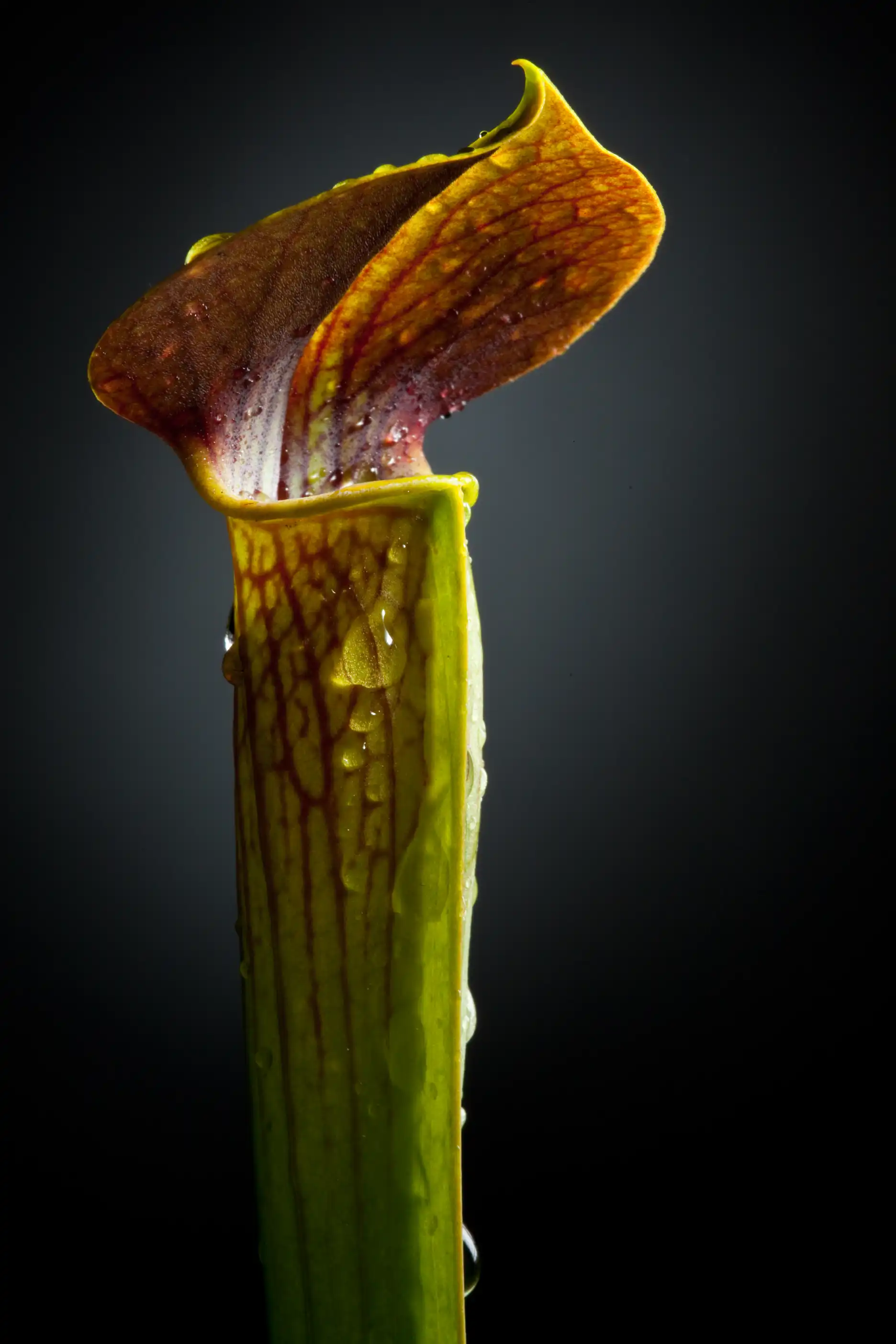 Small Sarracenia alata pitcher