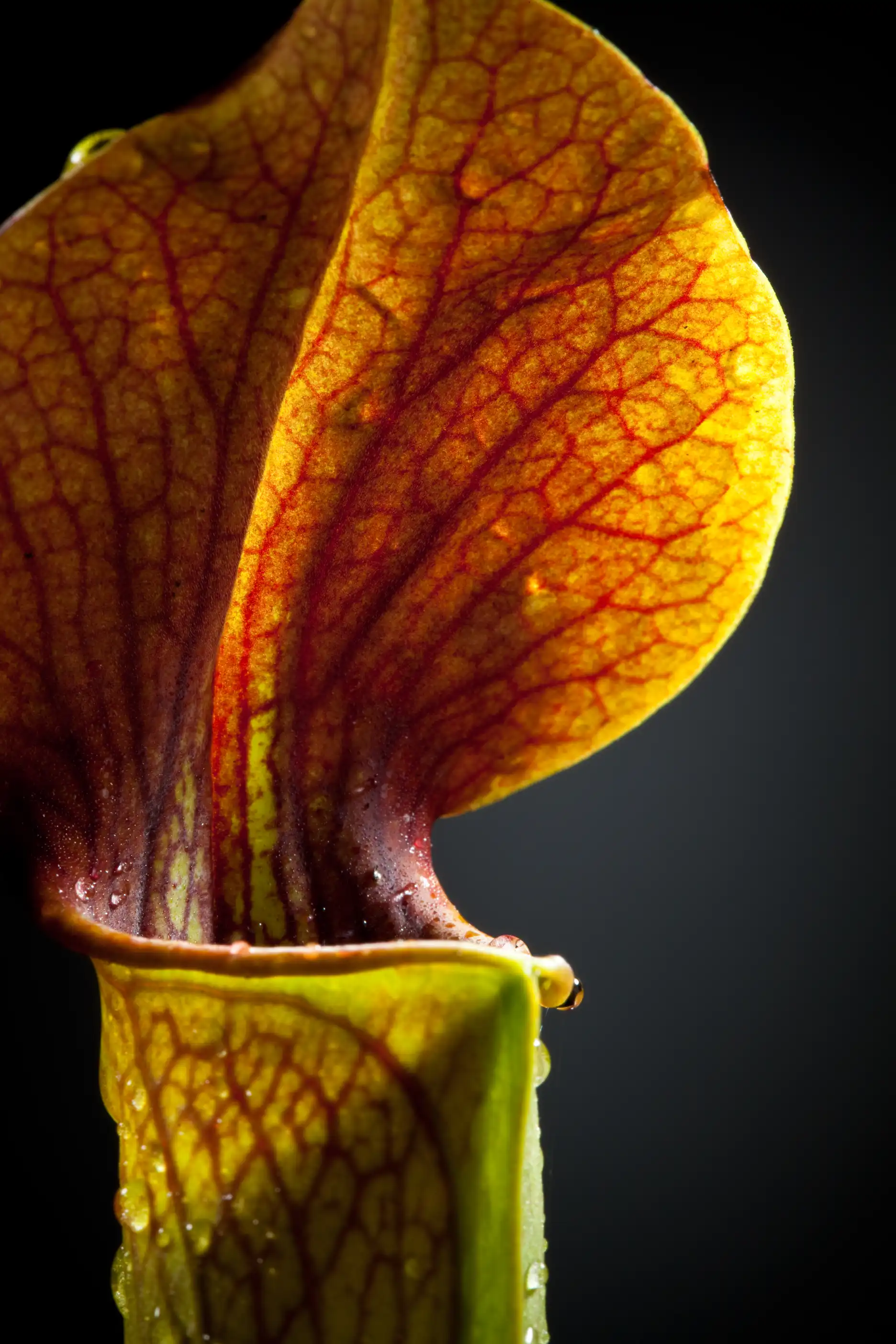 Small Sarracenia alata pitcher