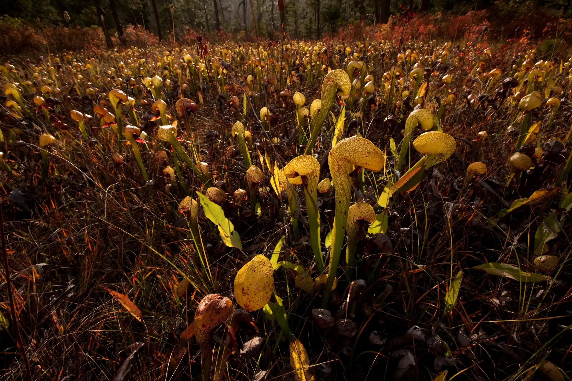 Darligntonia californica plants in large fen