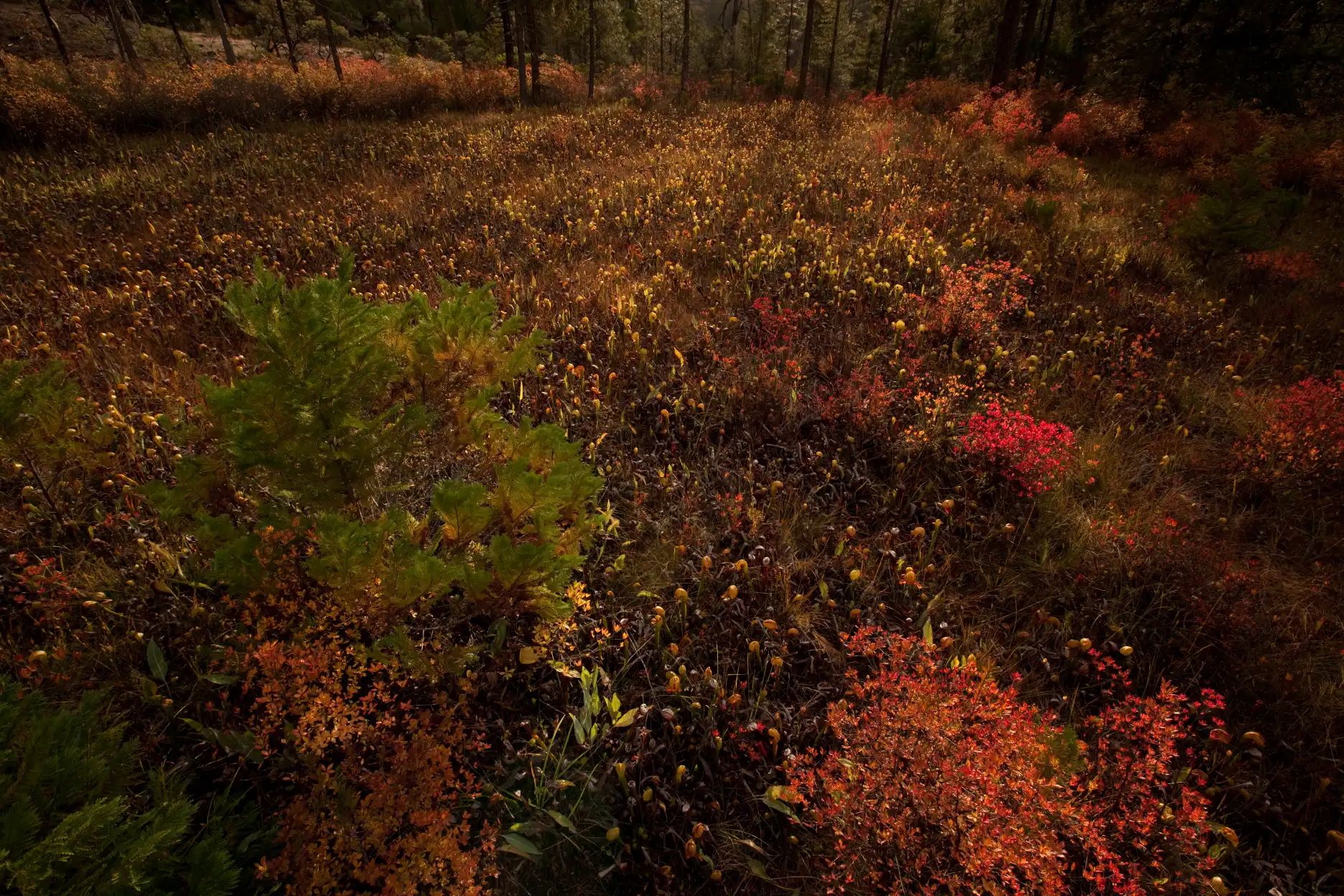 Aerial perspective of a Darlingtonia californica fen at 8 Dollar Mountain in fall