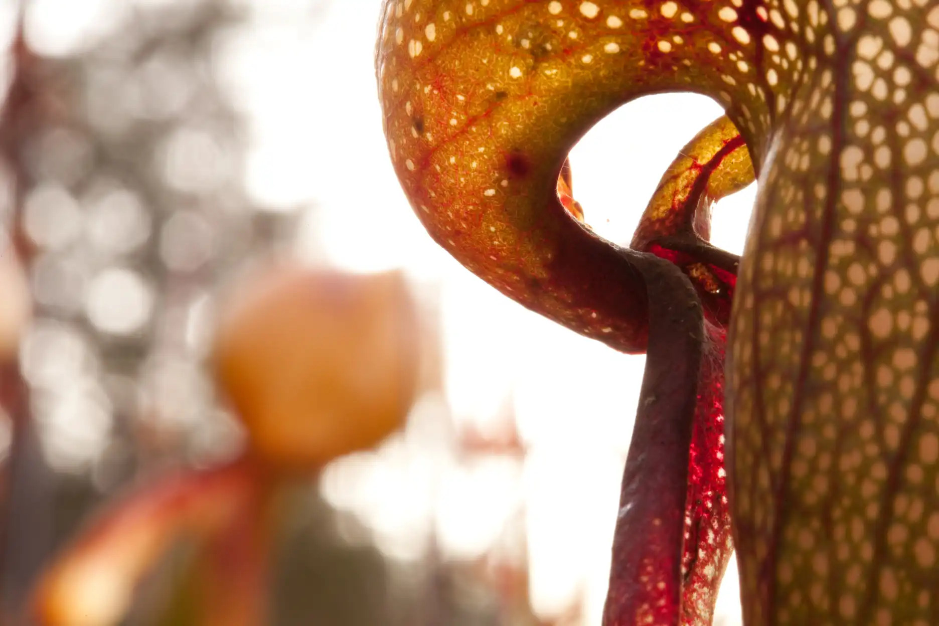 Darligntonia californica pitcher rear closeup