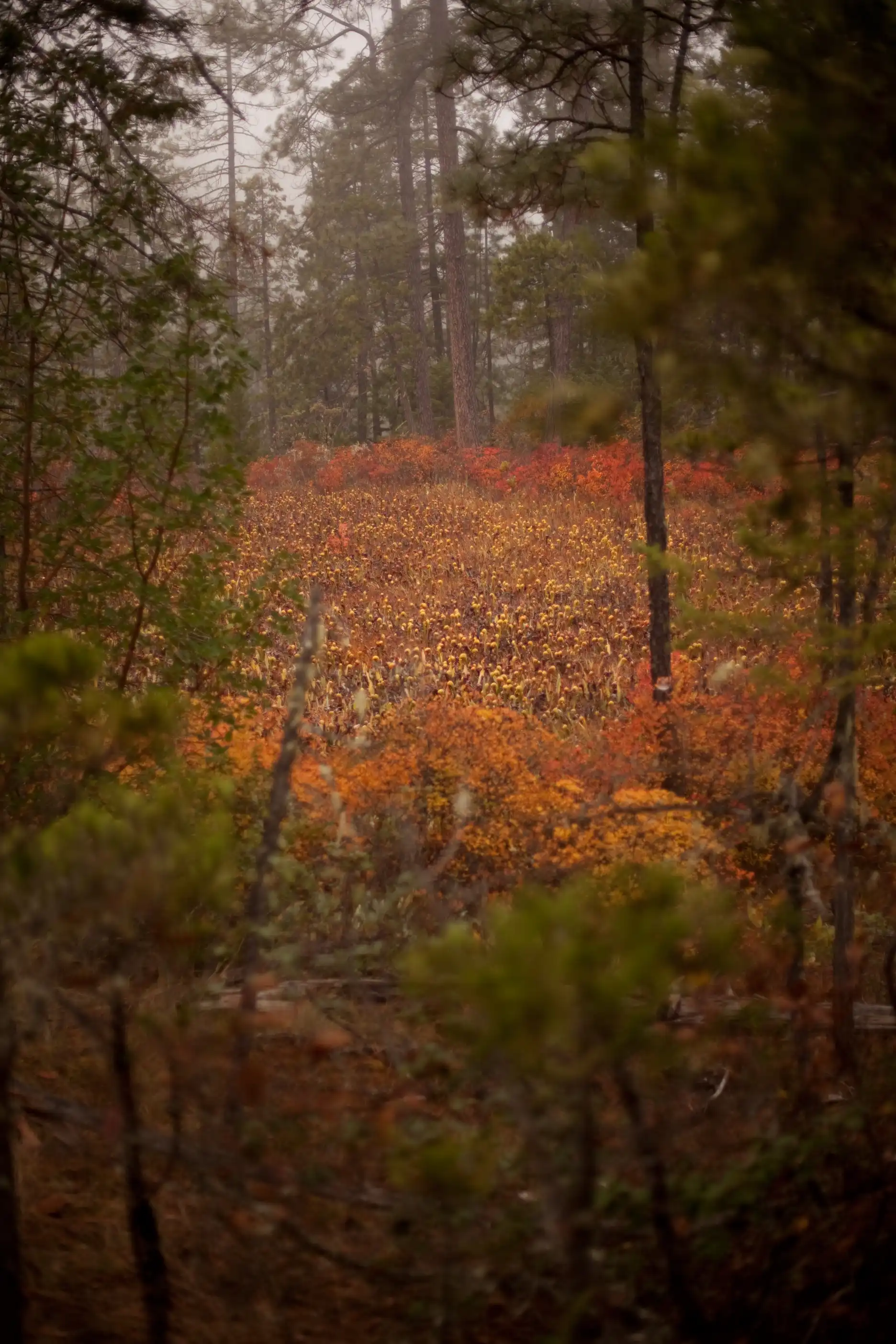 Long shot of a Darligntonia fen.