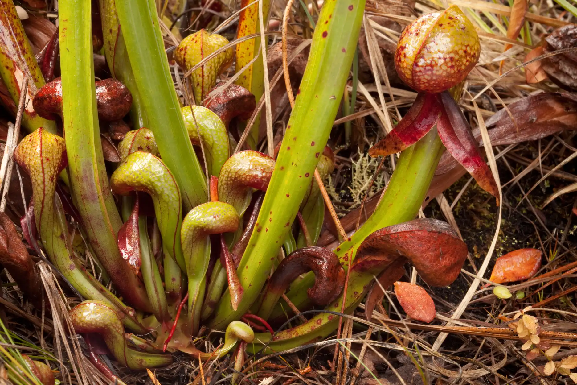 Darligntonia californica plant basal detail