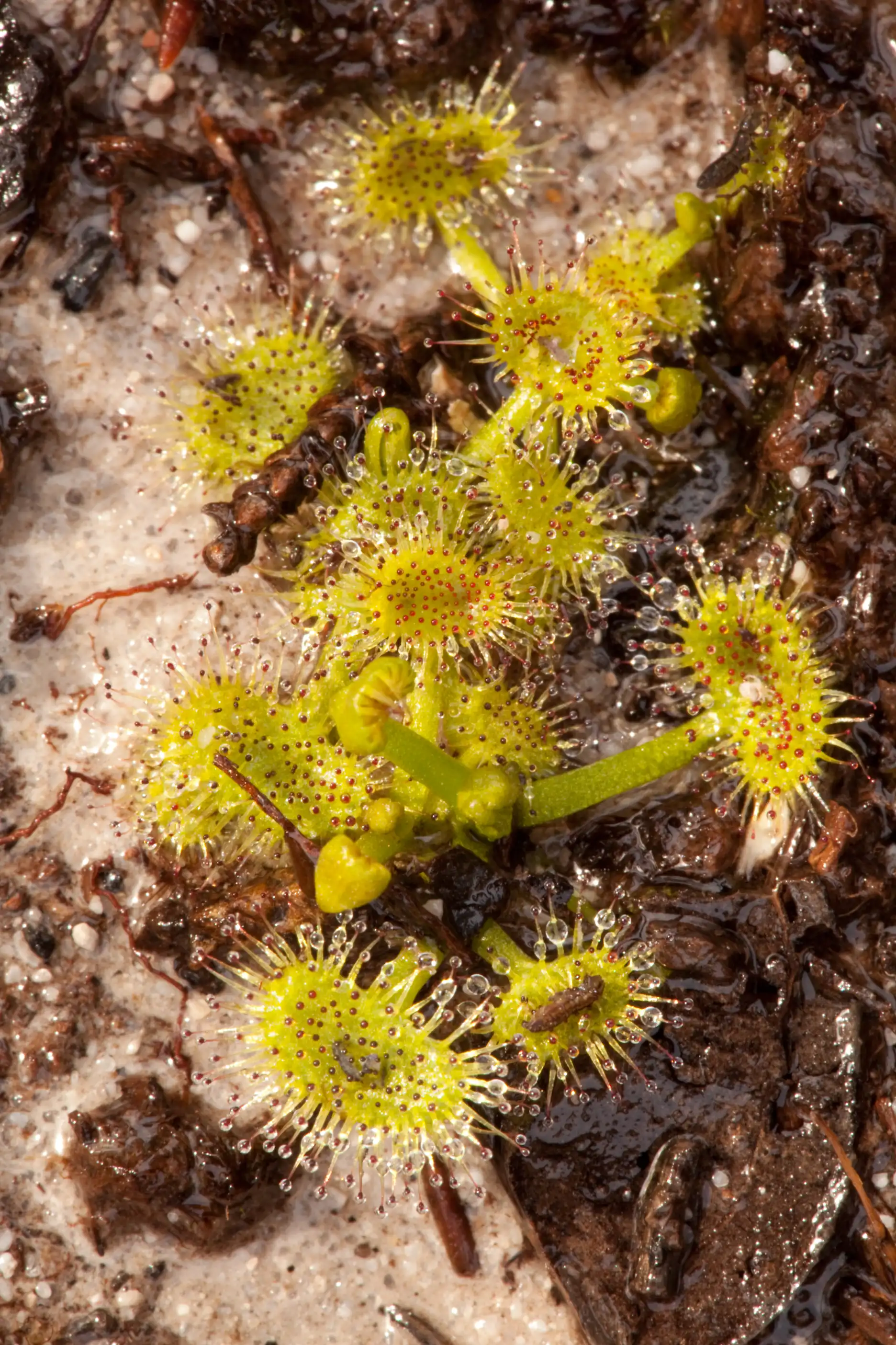 Small clump of Drosera peltata var. foliosa