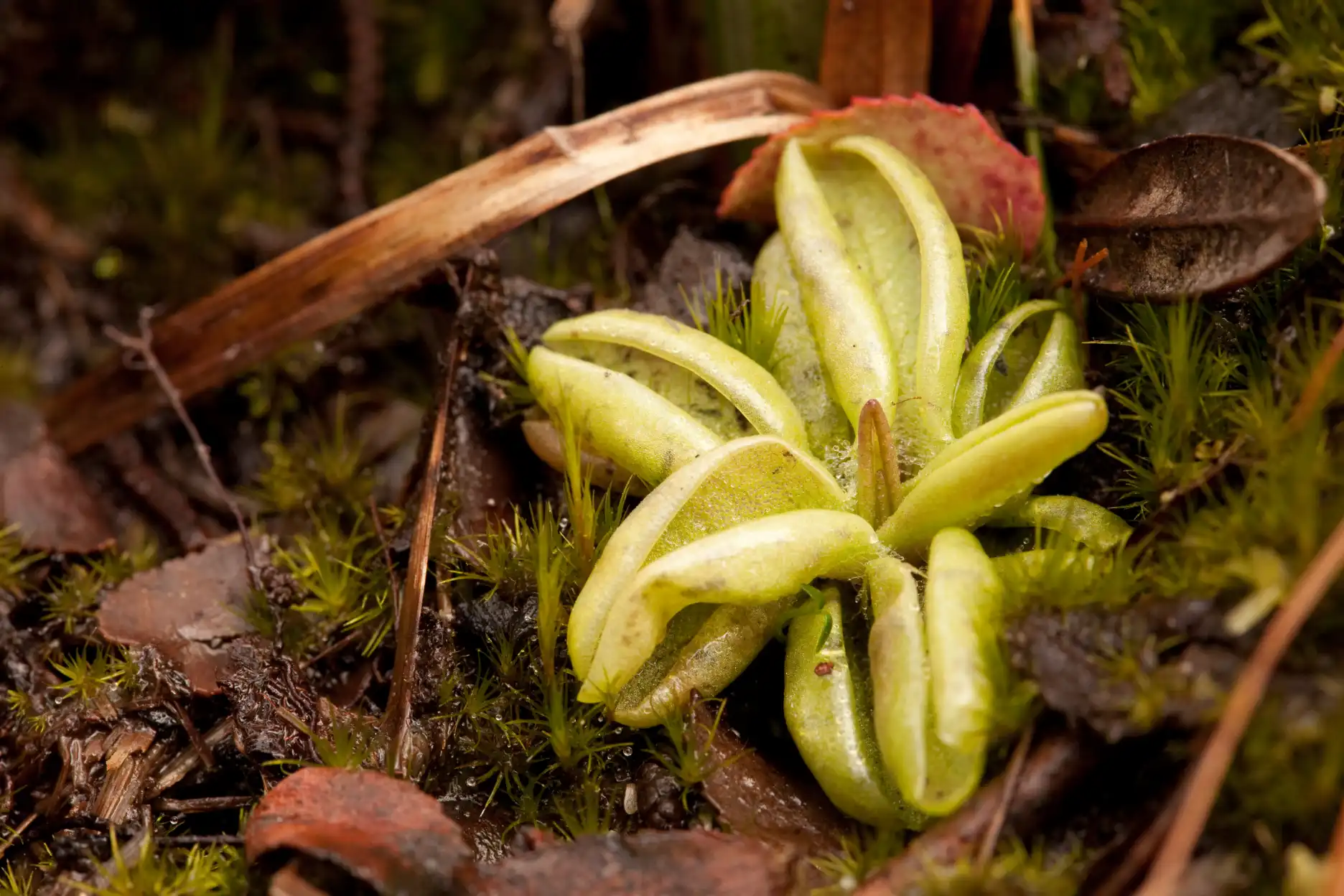 Pinguicula lusitanica at Albion Bog