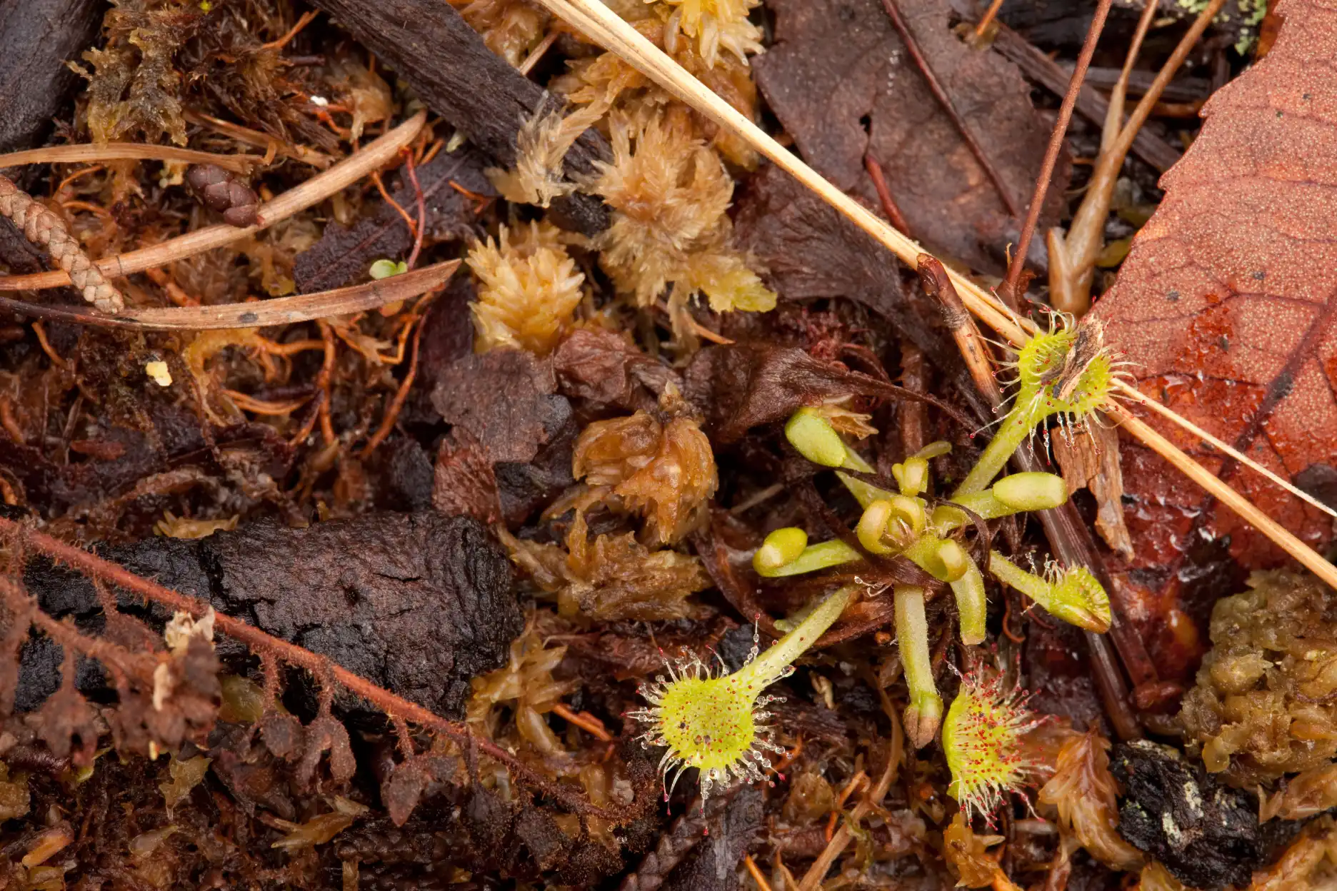 Semi-dormant Drosera rotundifolia