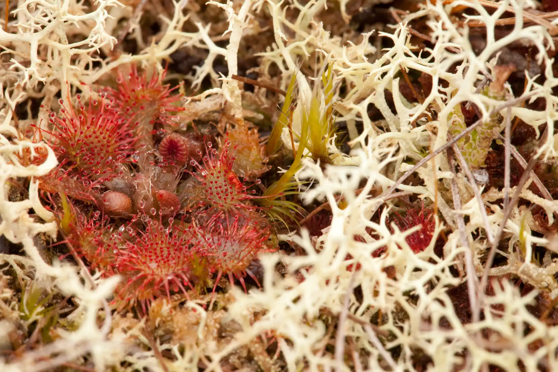 Lichens surround a Drosera spatulata plant