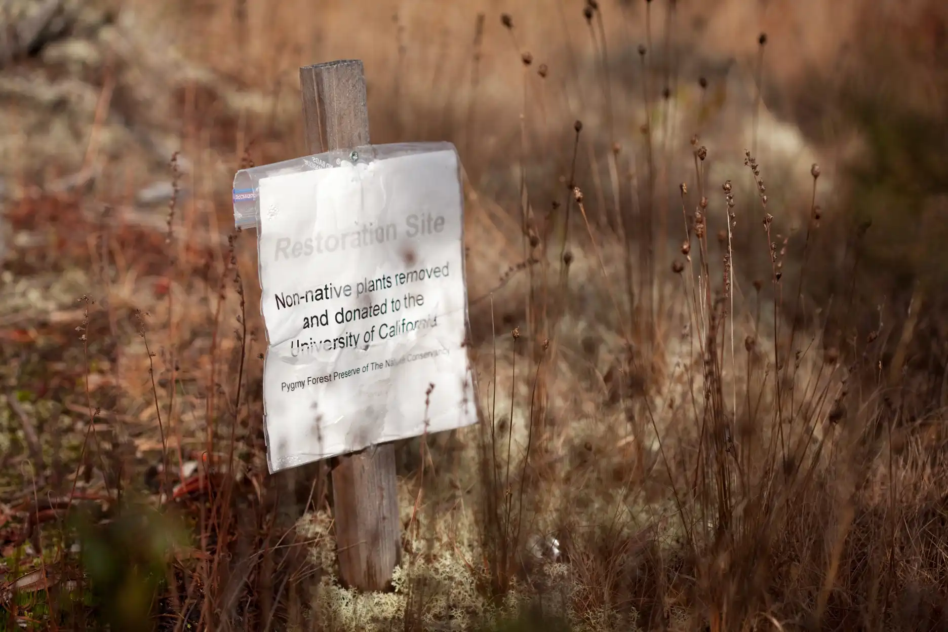 Invasive species removal sign