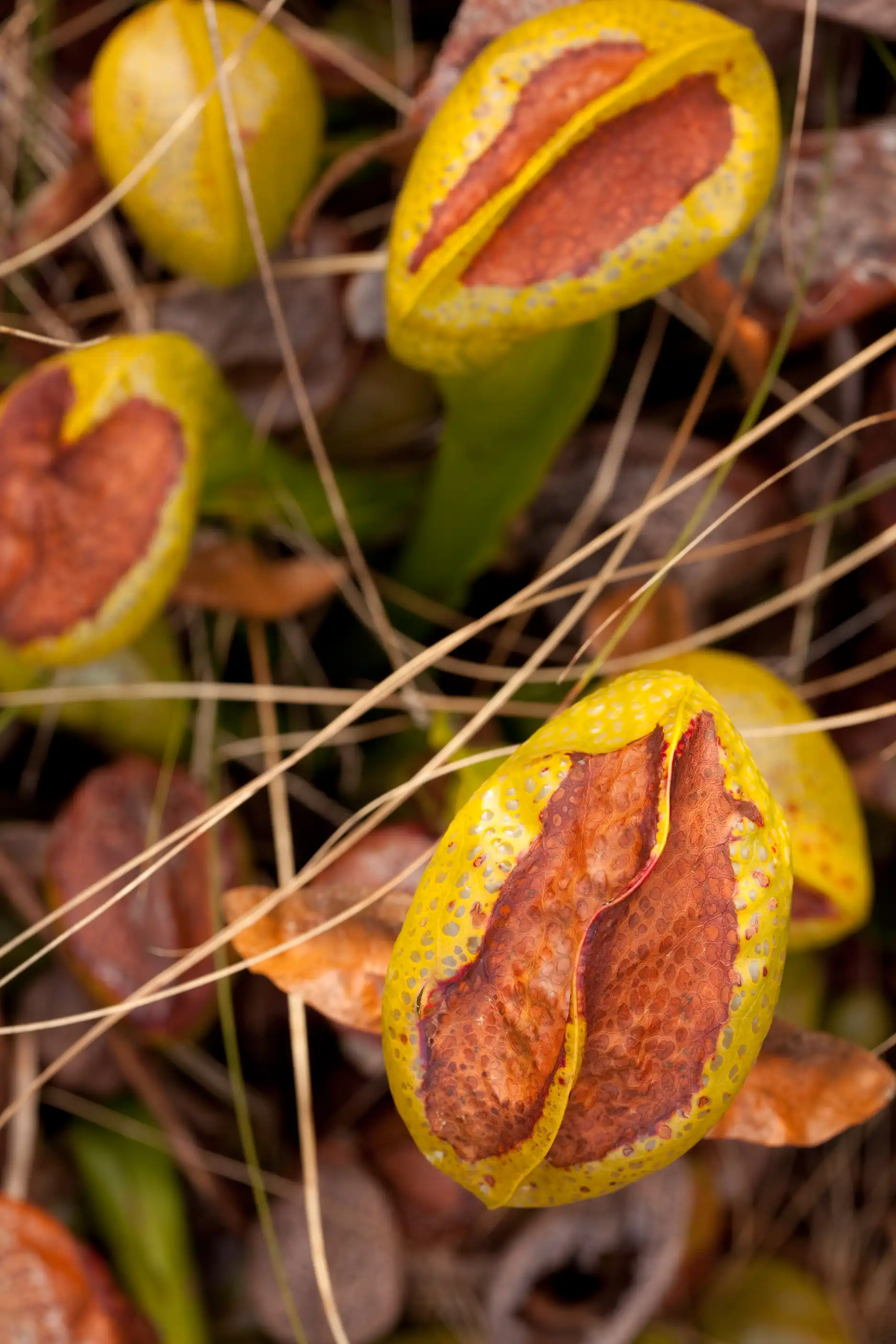 Aerial view of Darlingtonia californica