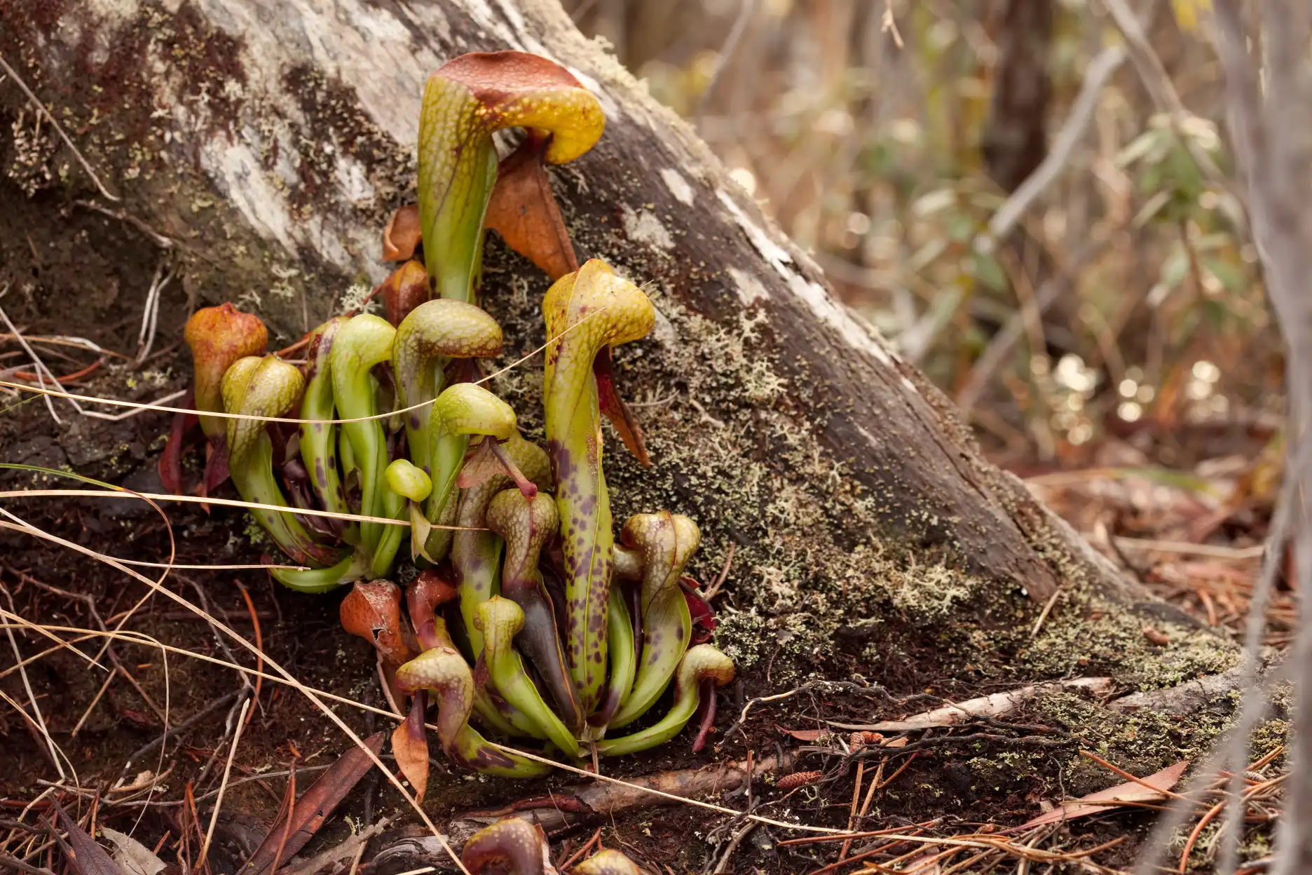 Darlingtonia californica growing the side of a log