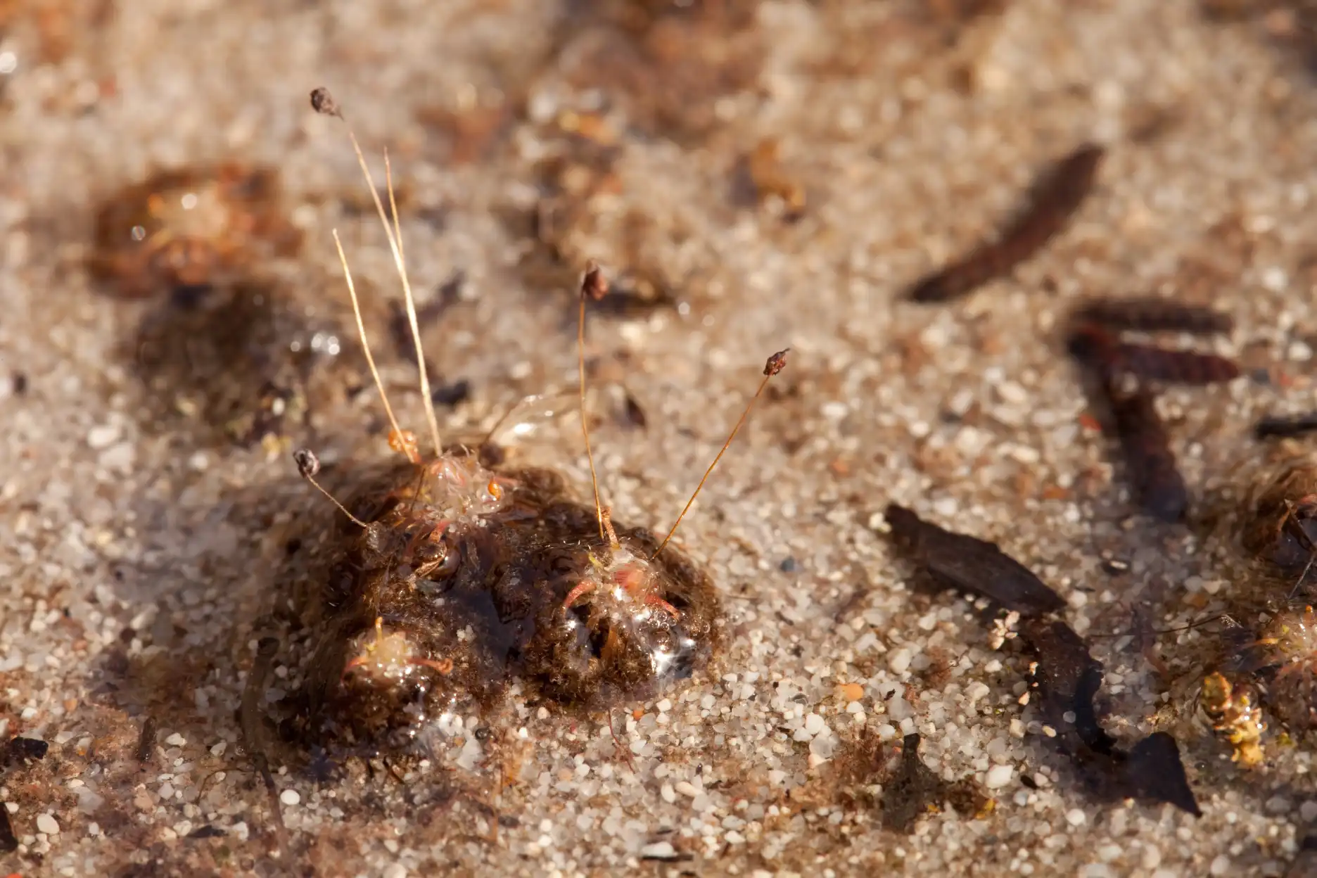 Drosera pygmaea growing in sand at Albion Bog