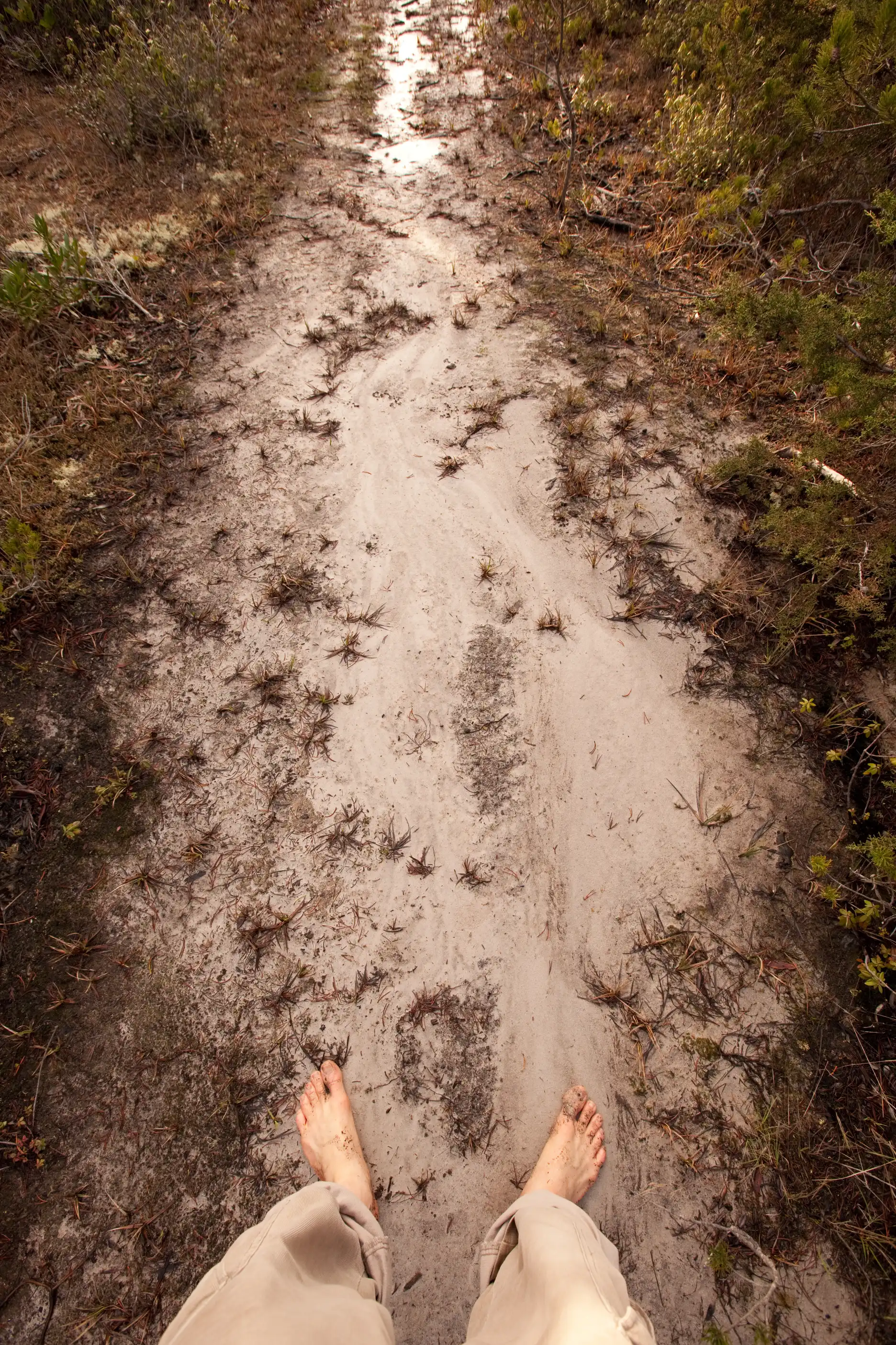 Sandy path at Albion Bog, Mendocino County, California