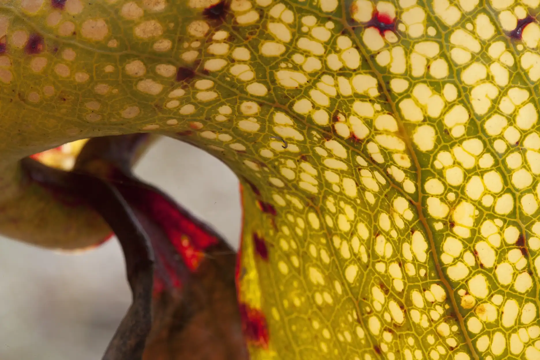 Darlingtonia californica pitcher detail