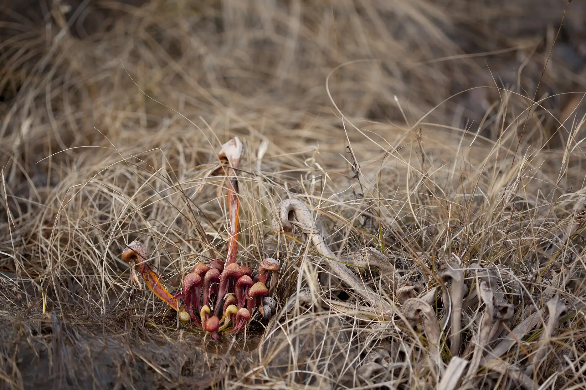 A Darlingtonia californica plant grows near the Illinois River at 8 Dollar Mountain in Josephine County, Oregon