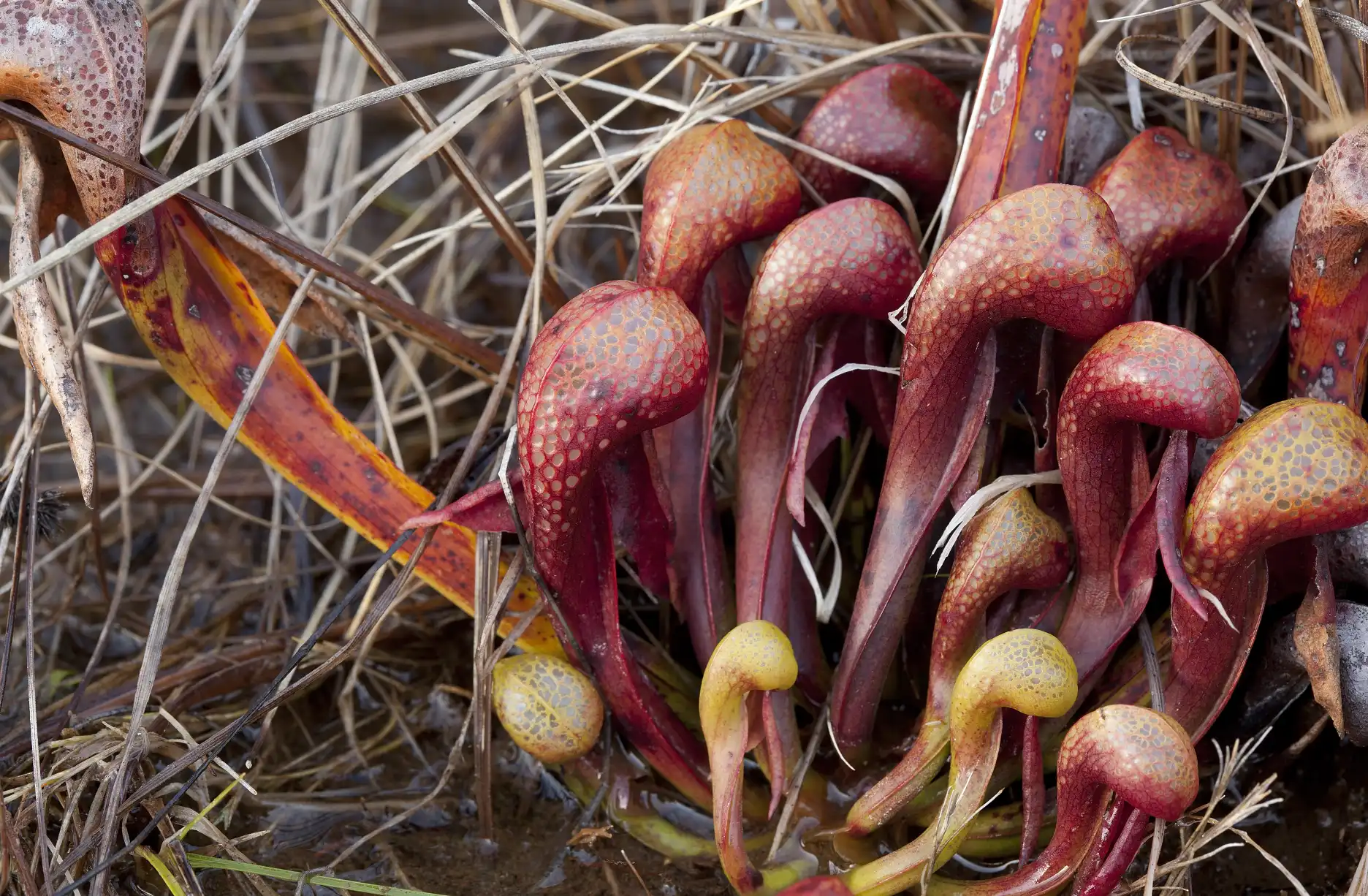 A Darlingtonia californica plant grows near the Illinois River at 8 Dollar Mountain in Josephine County, Oregon