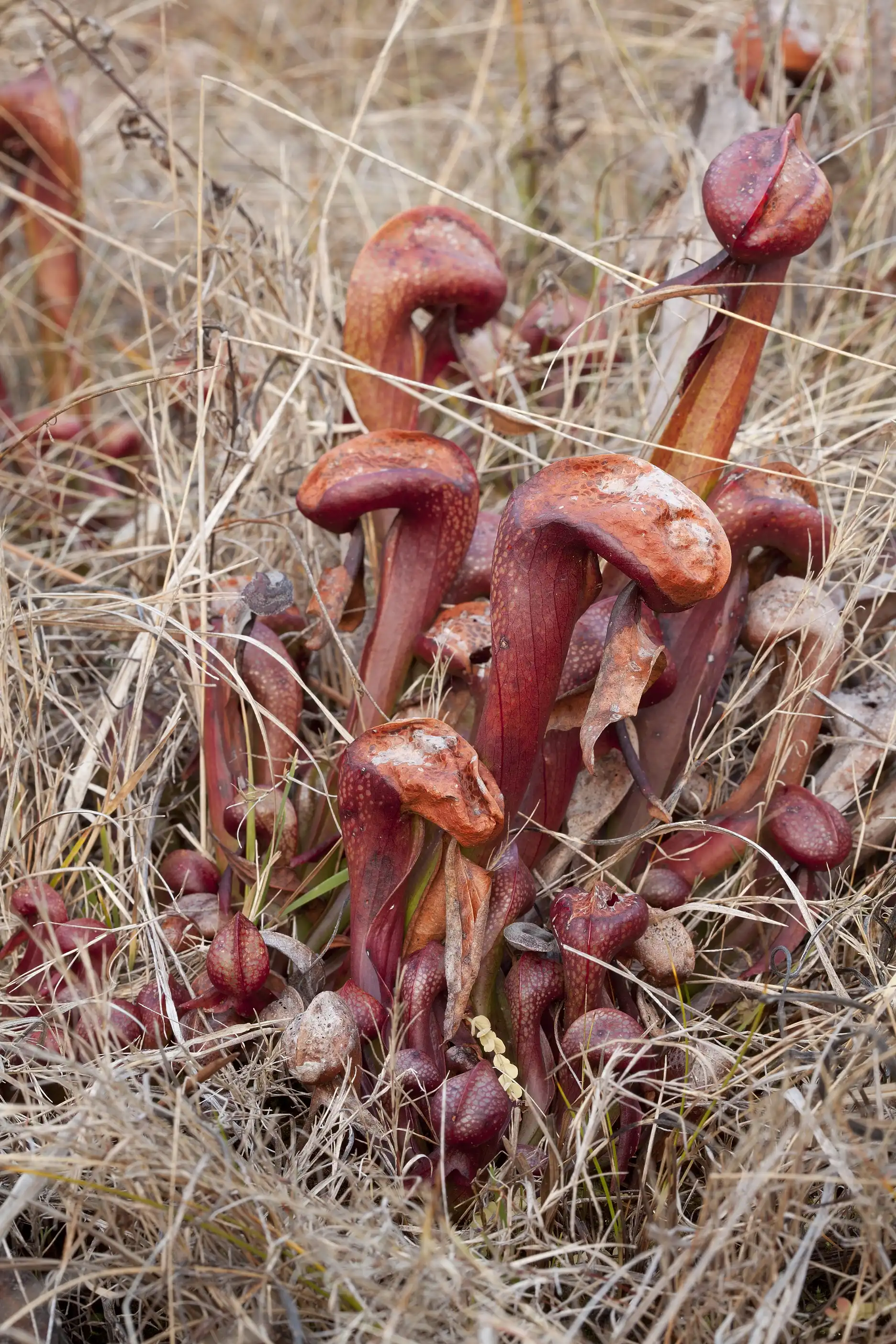 A Darlingtonia californica plant grows near the Illinois River at 8 Dollar Mountain in Josephine County, Oregon