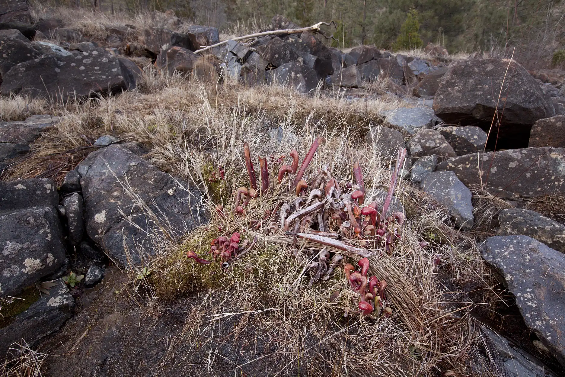 Darlingtonia californica plants grow near the Illinois River at 8 Dollar Mountain in Josephine County, Oregon