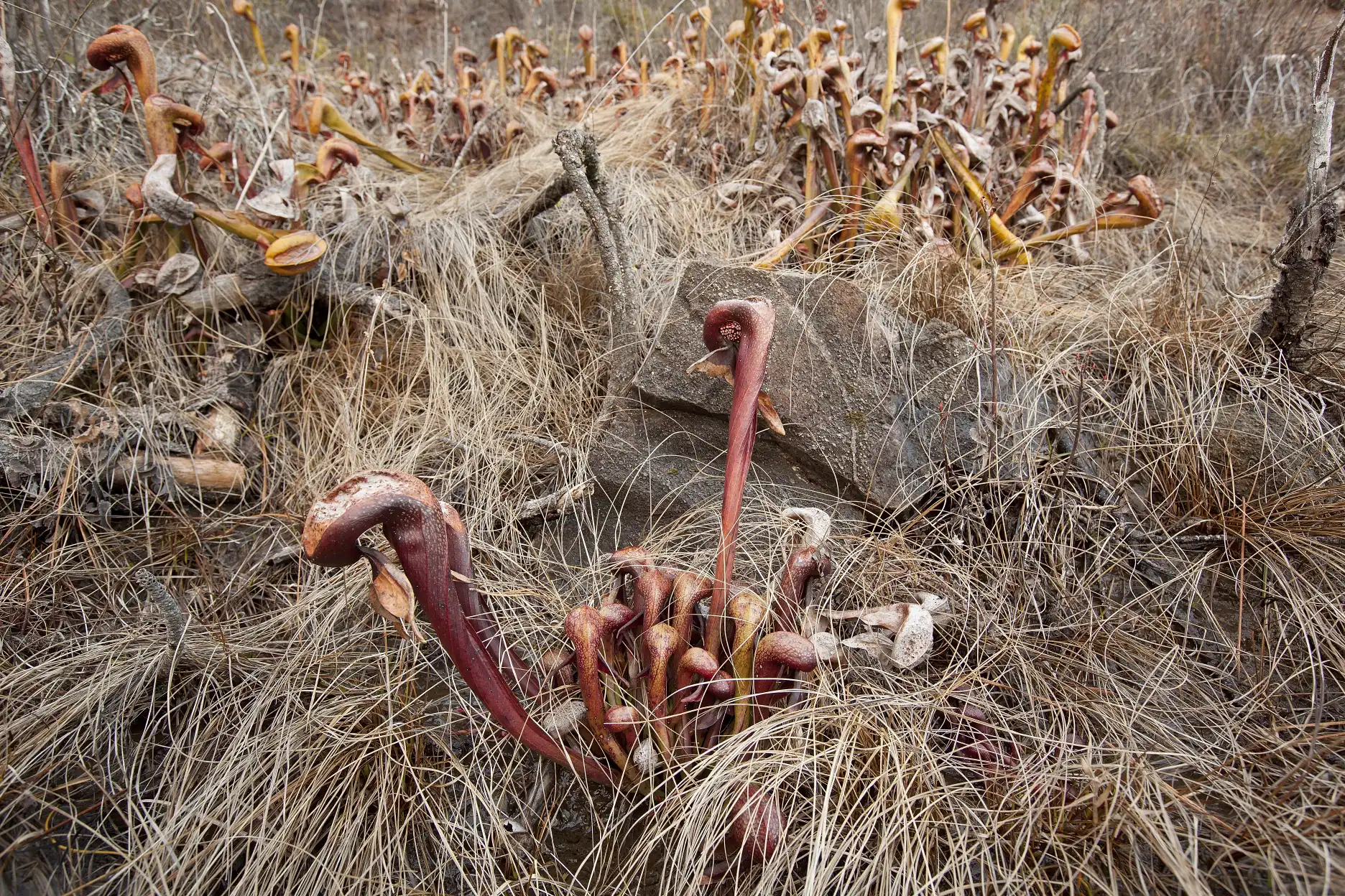 Darlingtonia californica plants grow near the Illinois River at 8 Dollar Mountain in Josephine County, Oregon