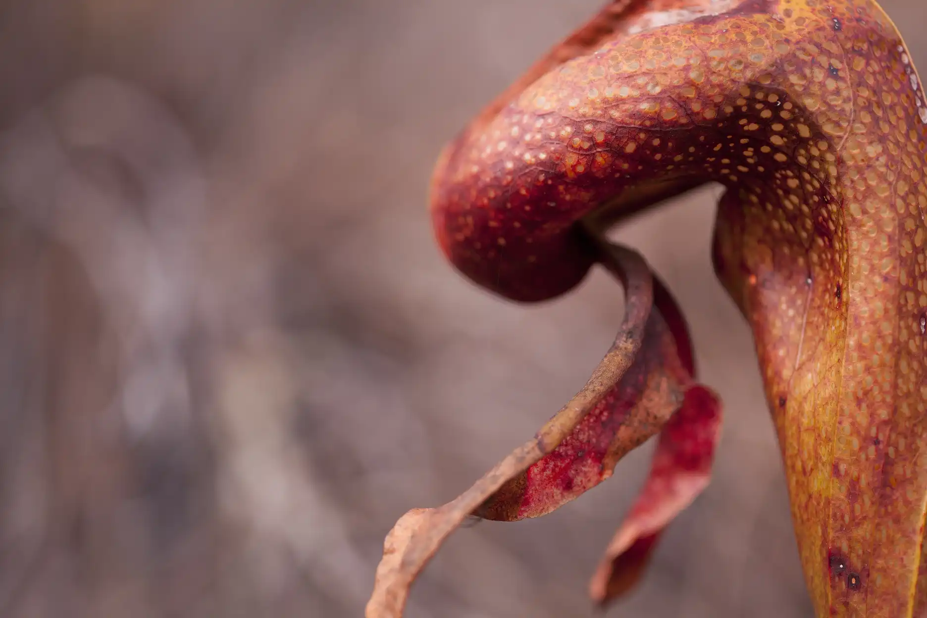 Darlingtonia californica leaf at 8 Dollar Mountain in Josephine County, Oregon