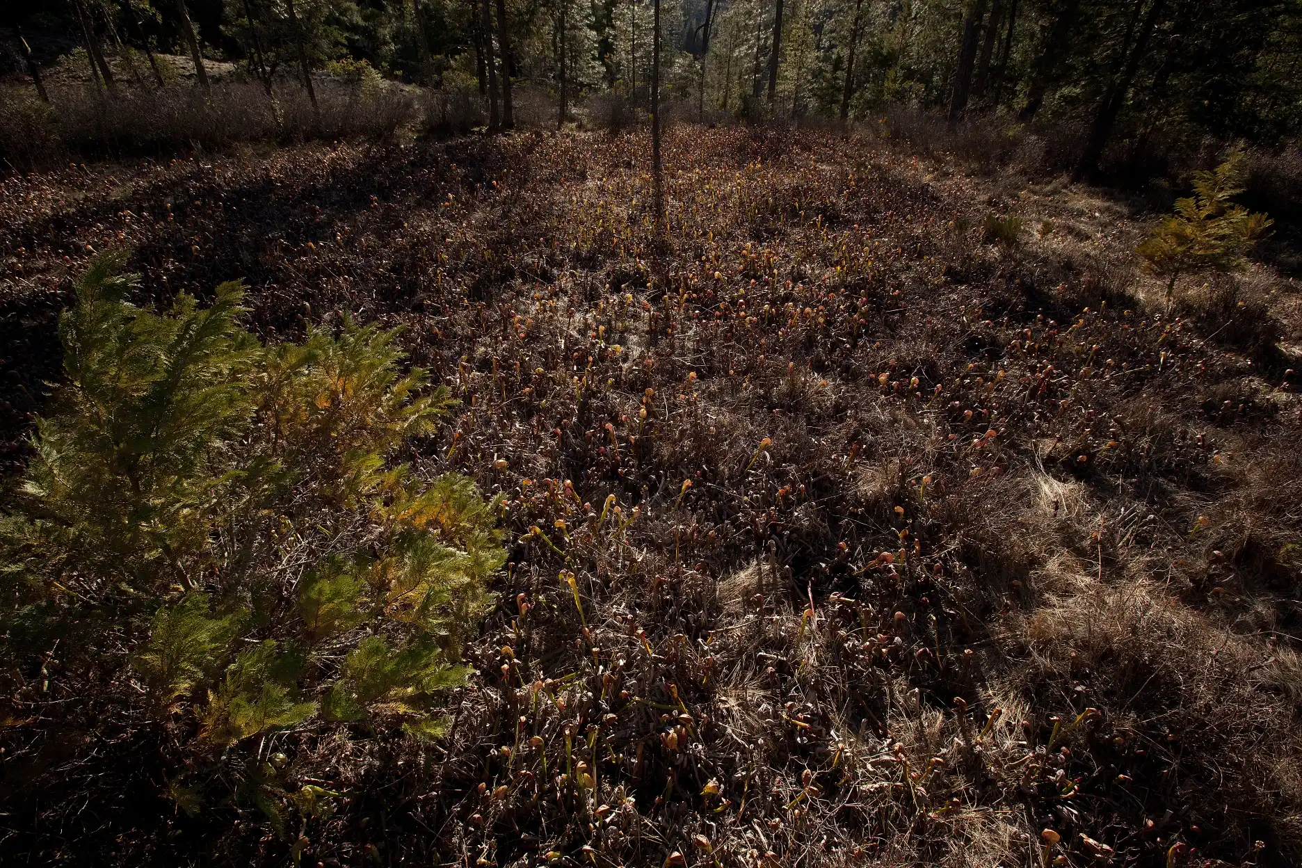 Aerial perspective of a Darlingtonia californica fen at 8 Dollar Mountain in winter