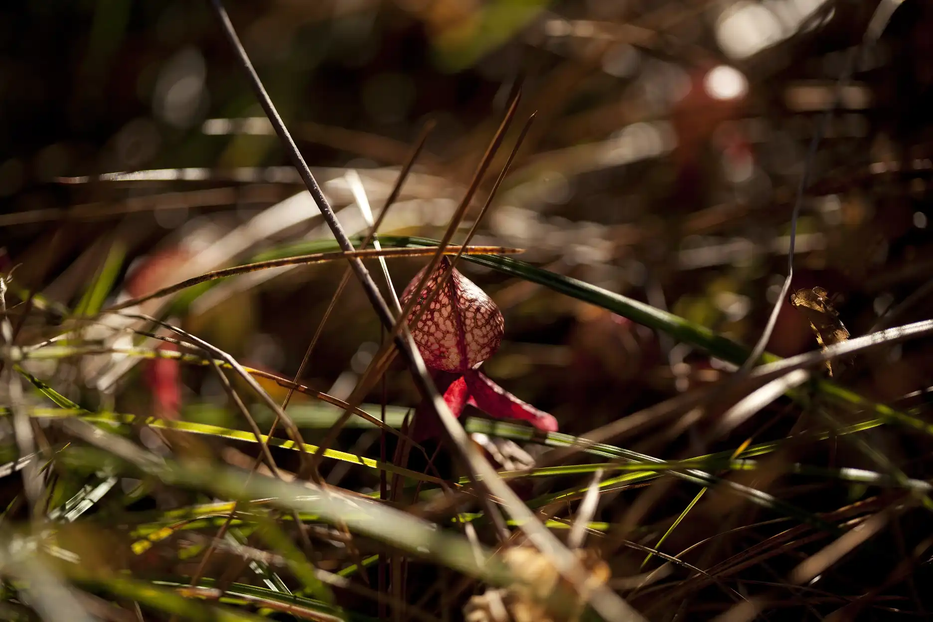 A juvenile Darlingtonia californica plant grows in a fen at 8 Dollar Mountain in Josephine County, Oregon